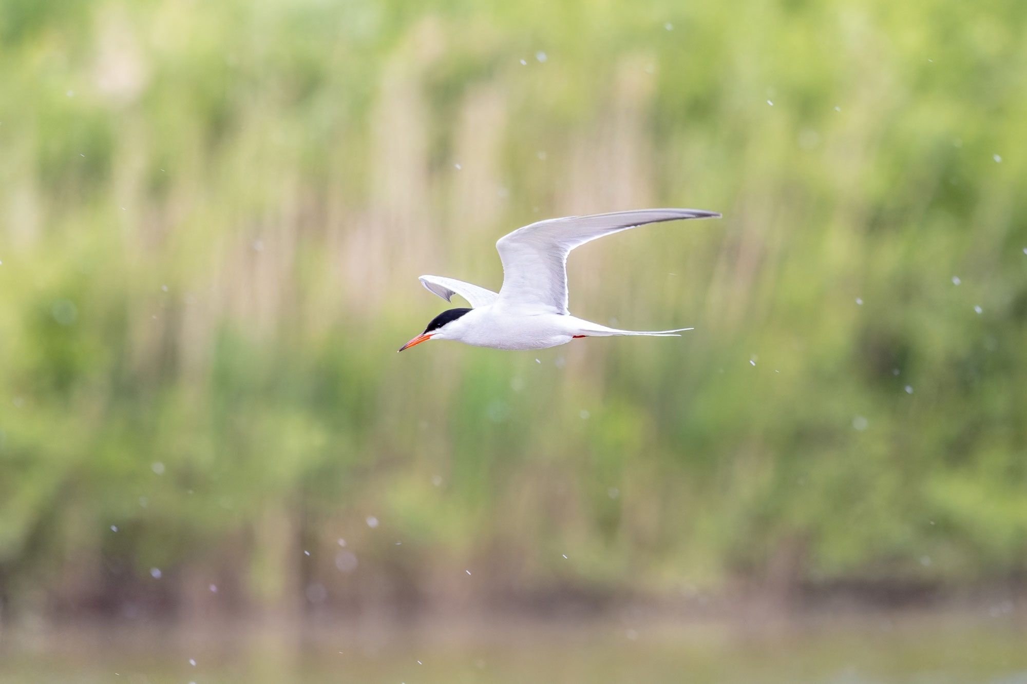 Die Flussseeschwalbe ein seltener Brutvogel