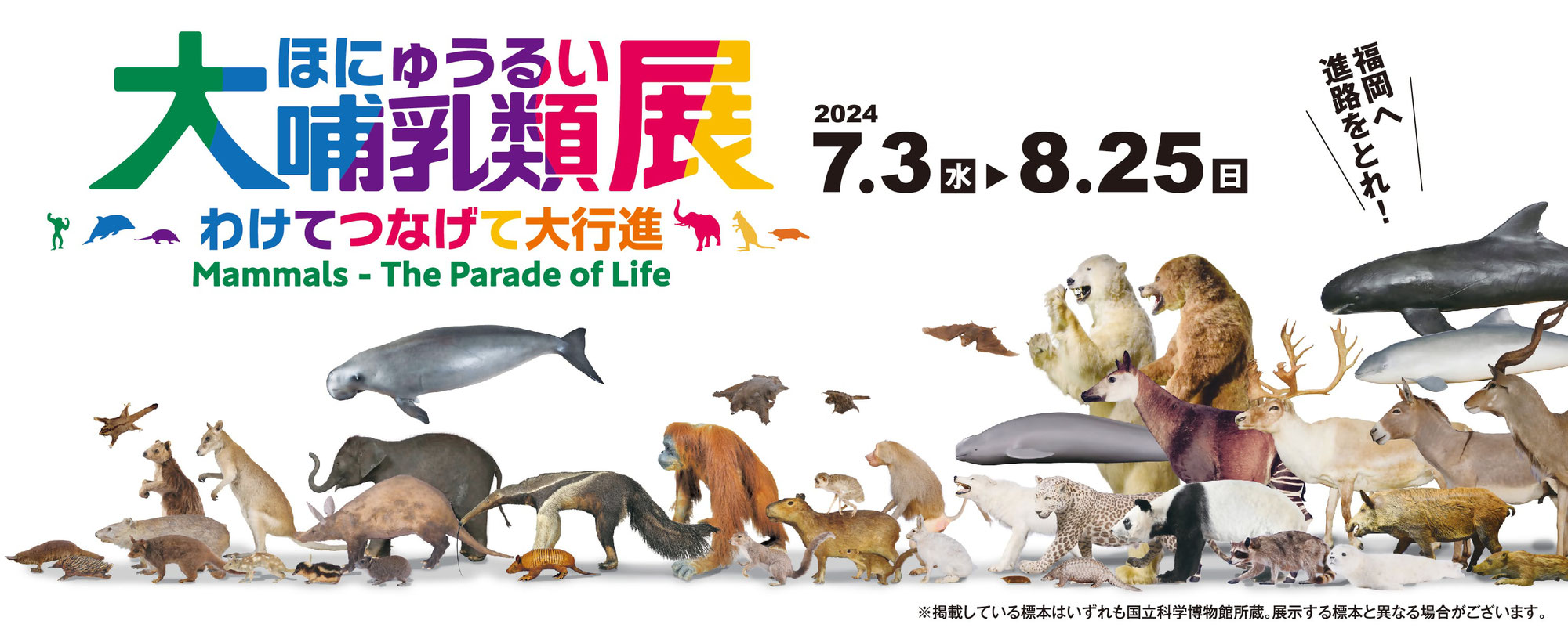 2024/７/３(水)～８/25(日)開催♪『大哺乳類展ーわけてつなげて大行進』＠福岡市博物館♪　