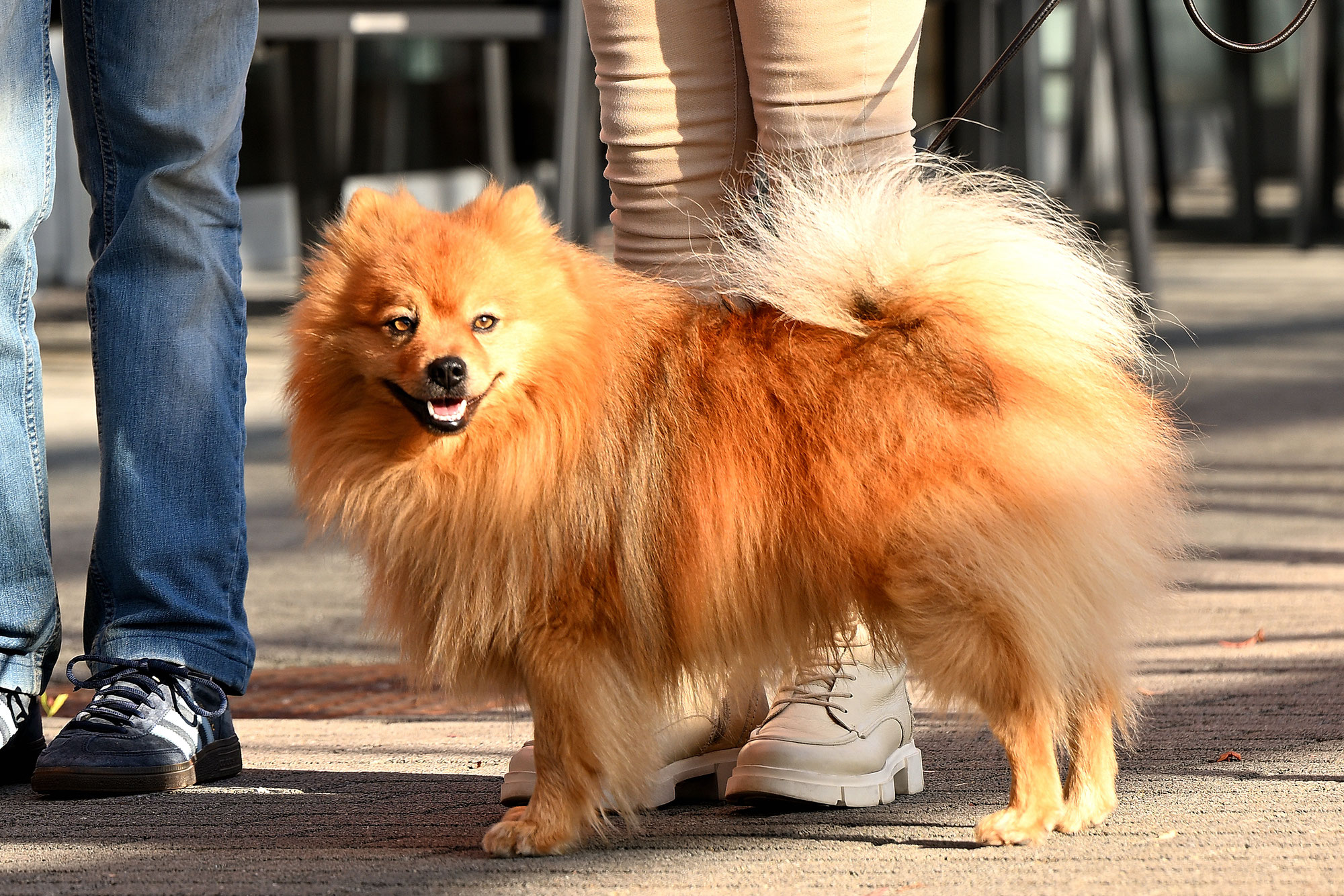 Obligatorische Hundekurse für alle Hundehaltenden ab Juni 2025