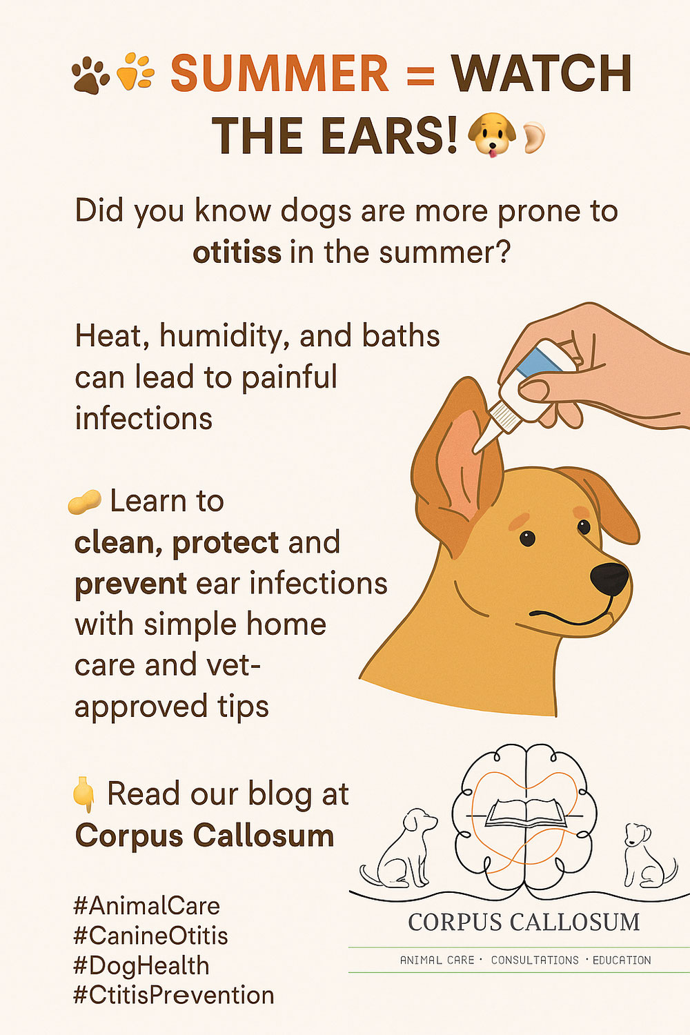 Summer and Otitis in pets: What Every Pet Owner Needs To Know