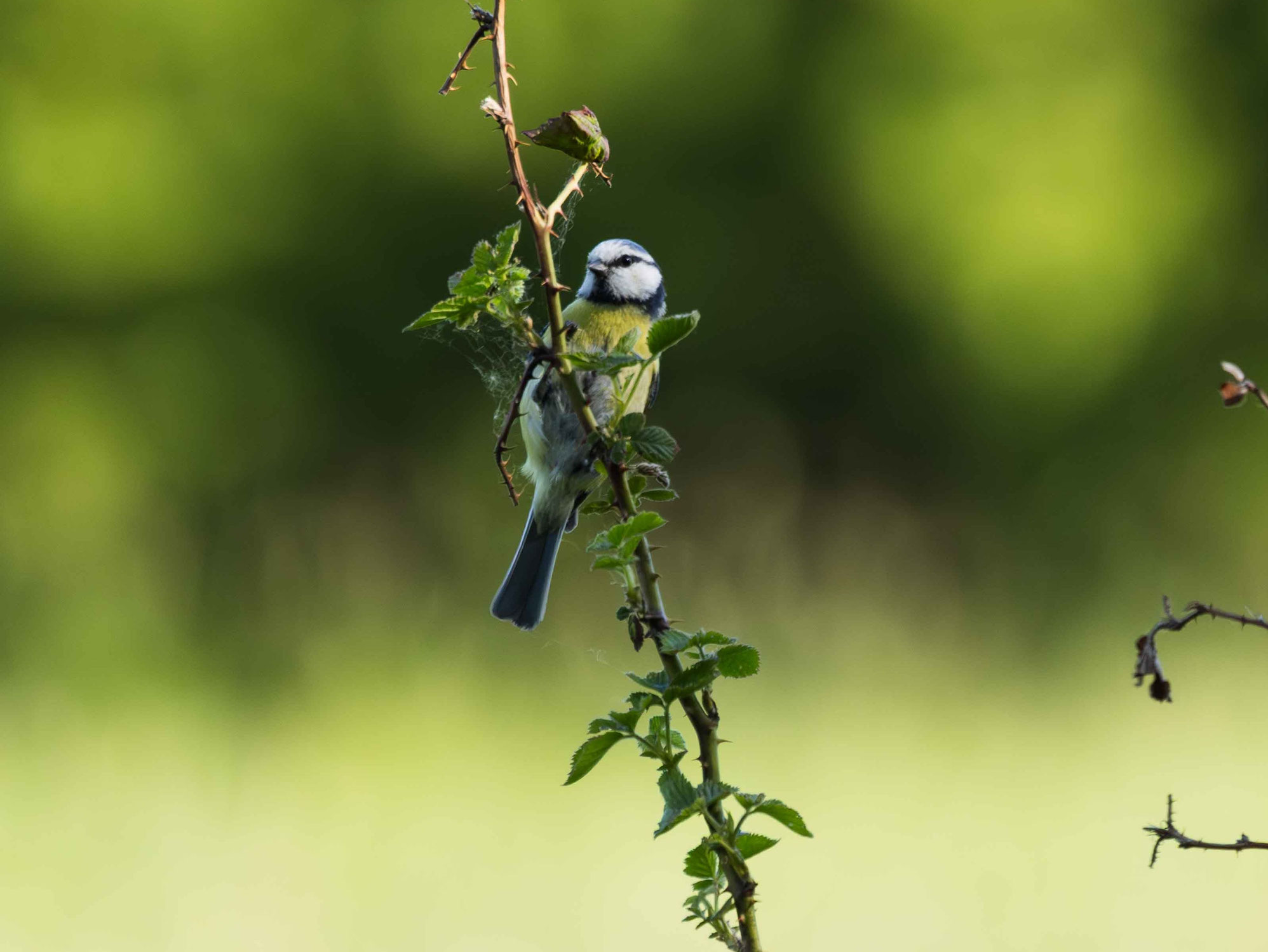 Vielseitiges Vogelkonzert bei NABU-Vogelexkursion