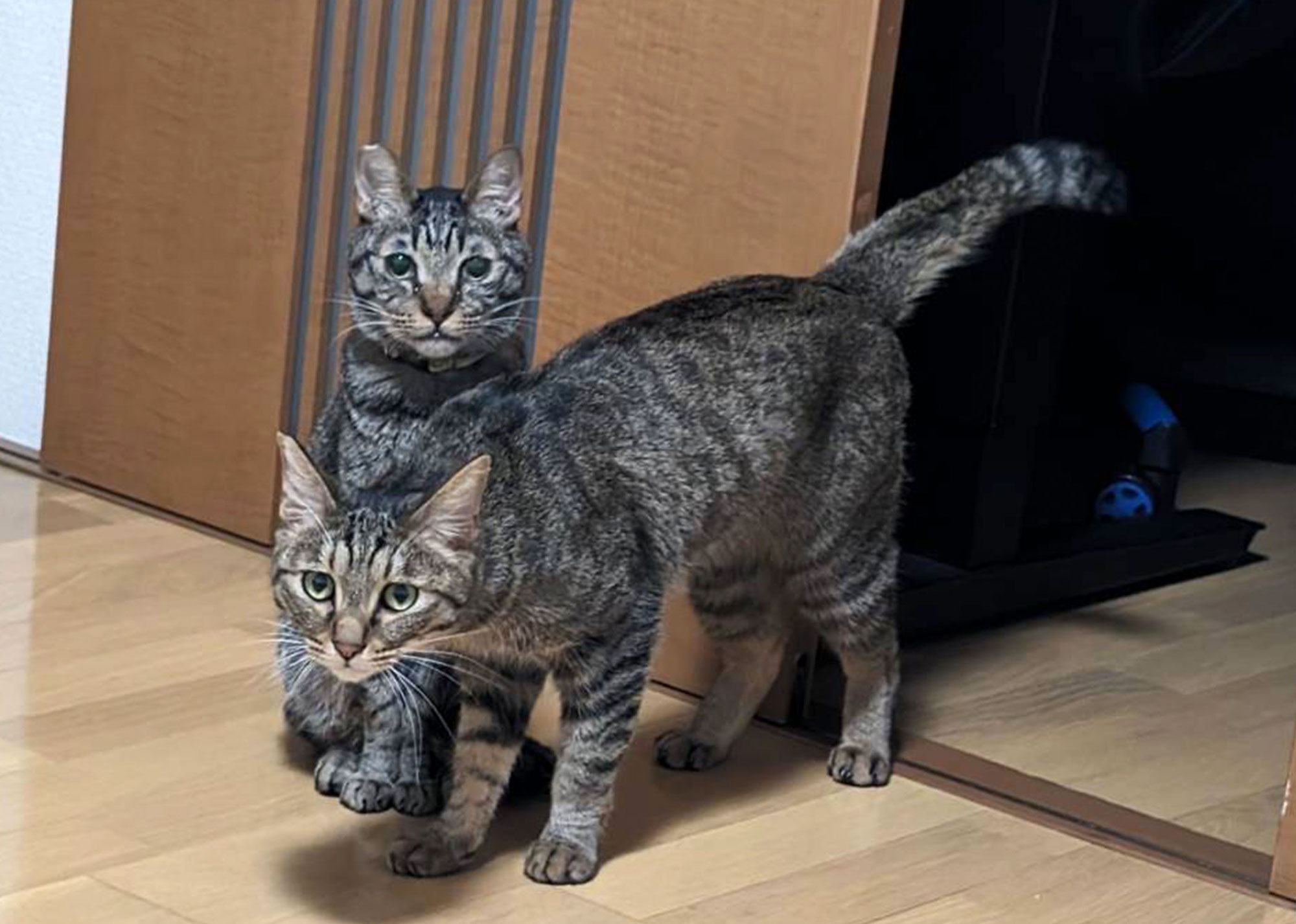 リオン＆マルちゃん！正式譲渡決定！