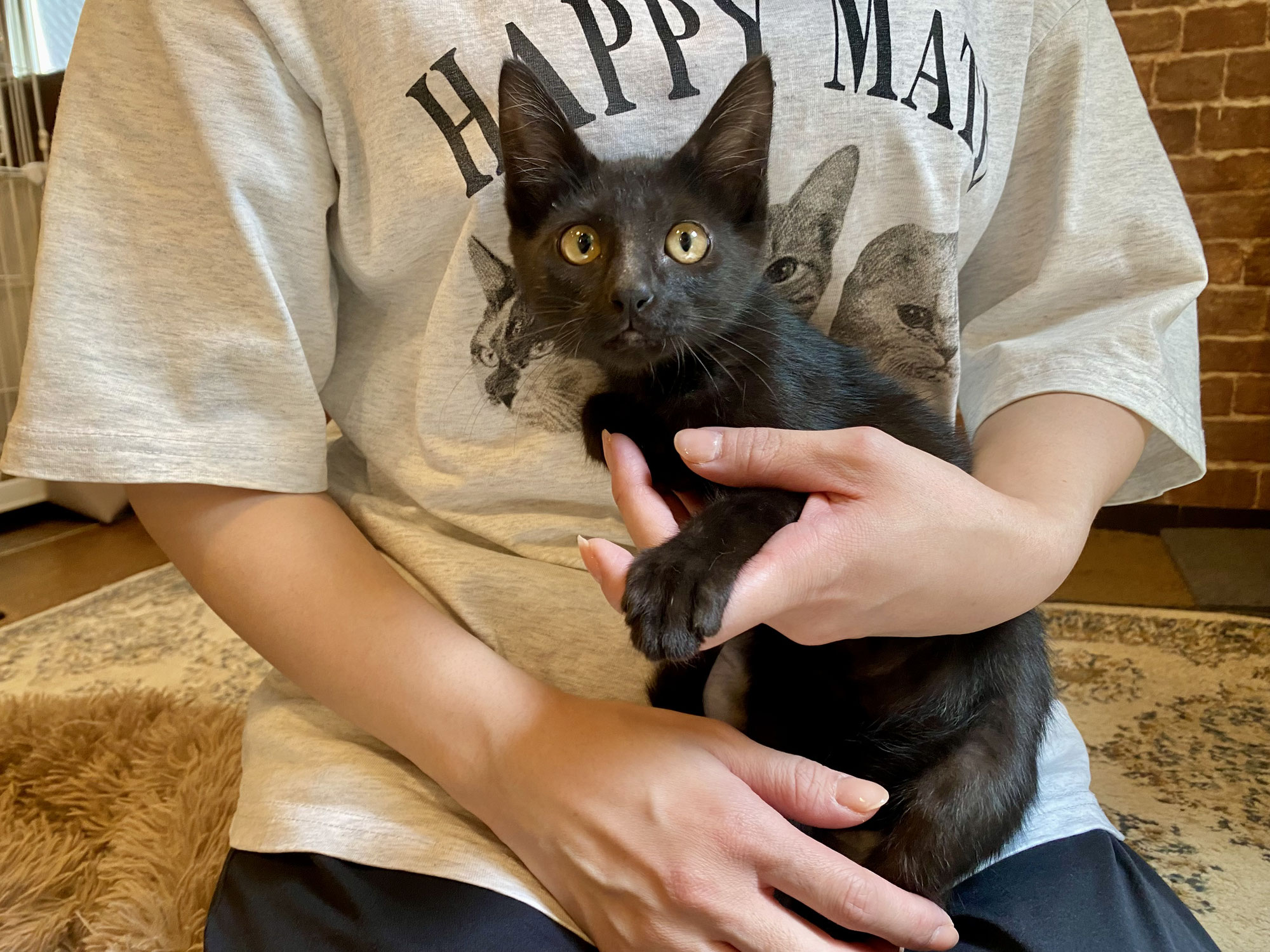 新入り猫ちゃん！ちびっこピノちゃん！