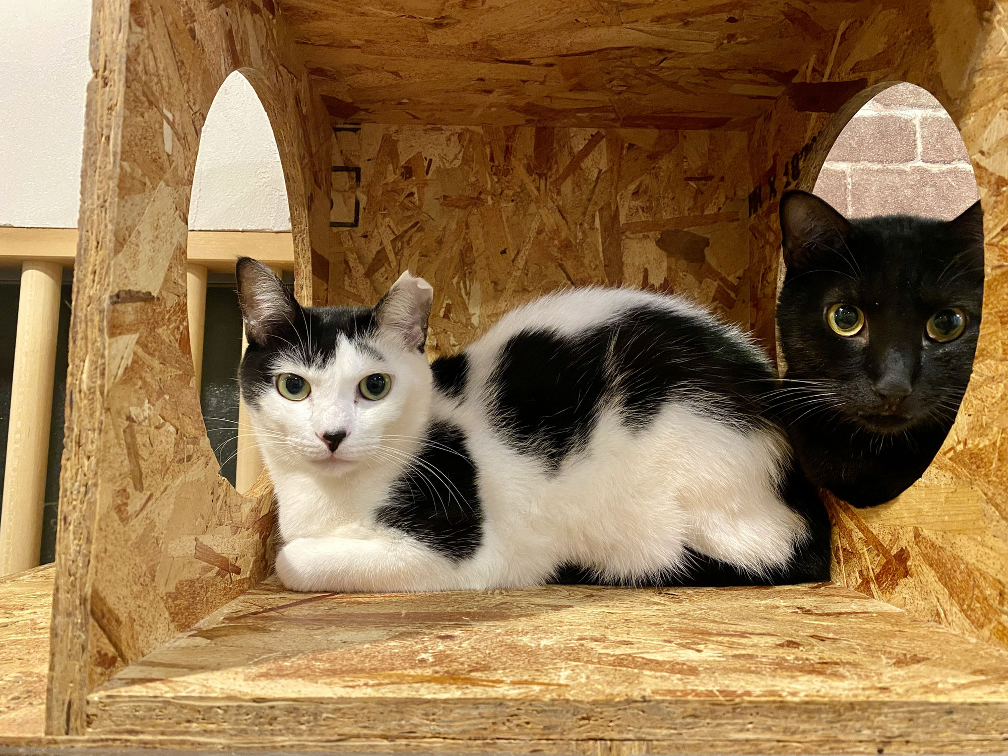 新入り猫さん！ともちゃん！