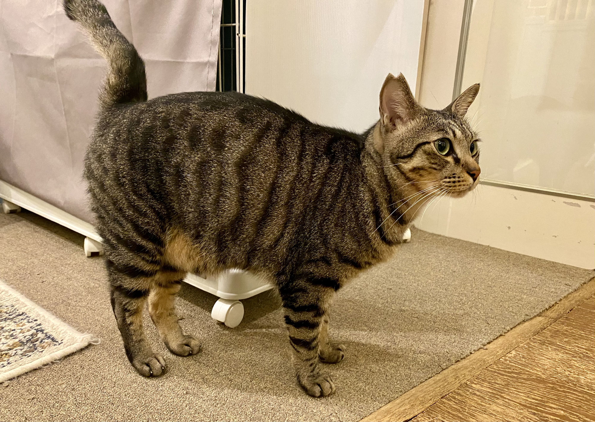 新入り！大福くん！
