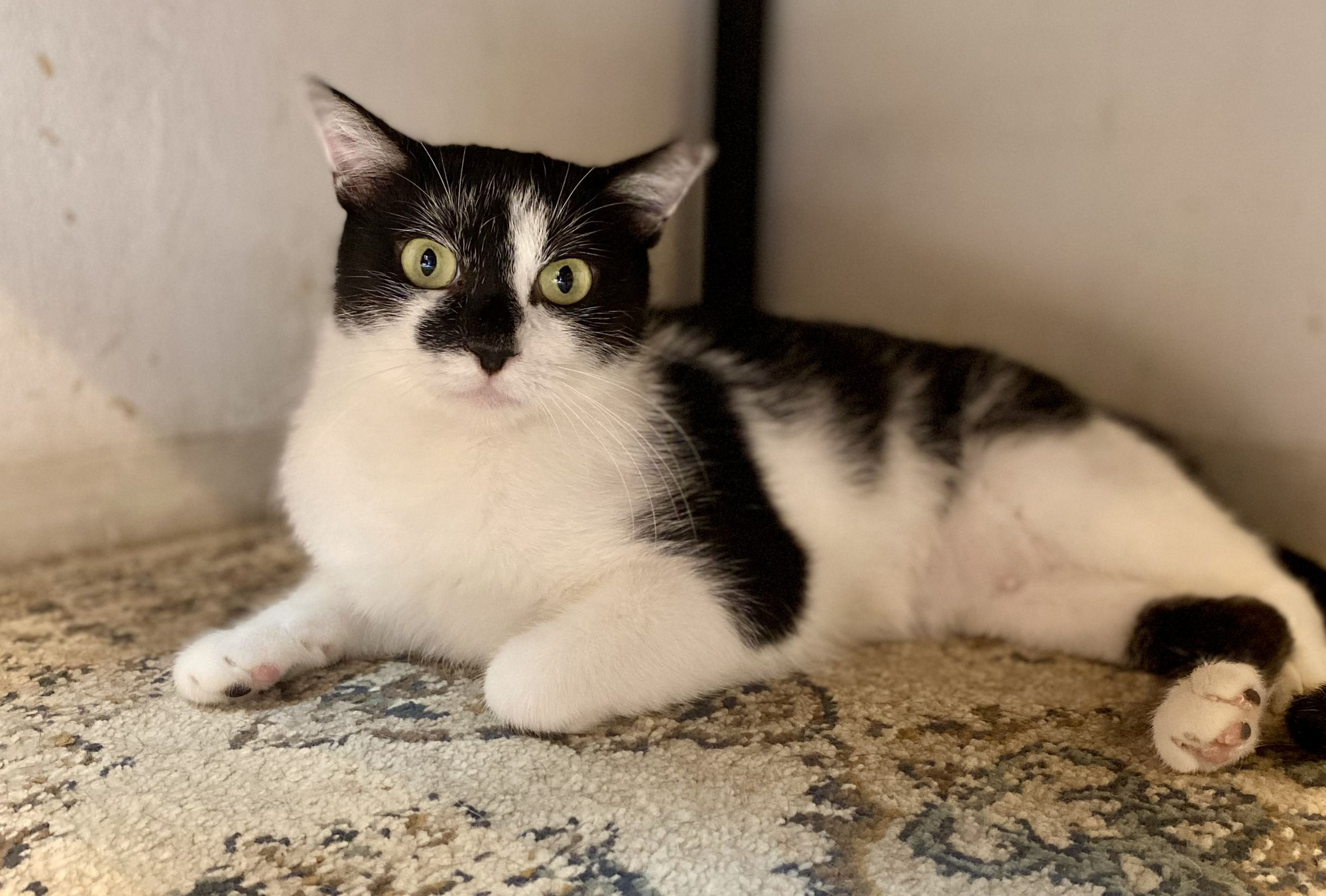 新入り猫さん！ベルタちゃん！