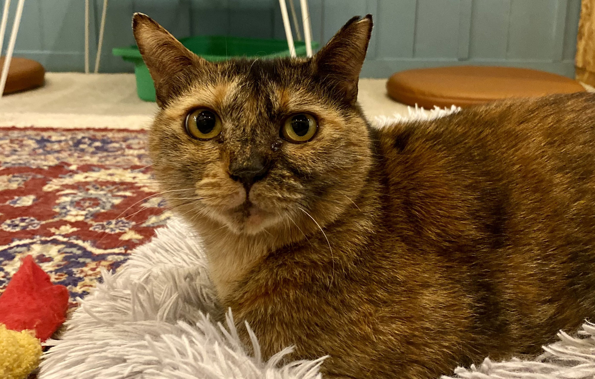 新入り猫さん！チャビちゃん！