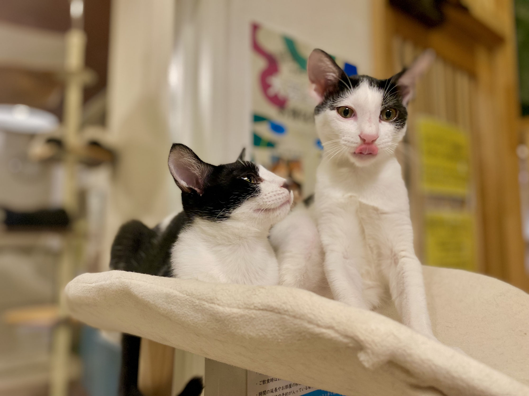 新入り！トムとジェリー！