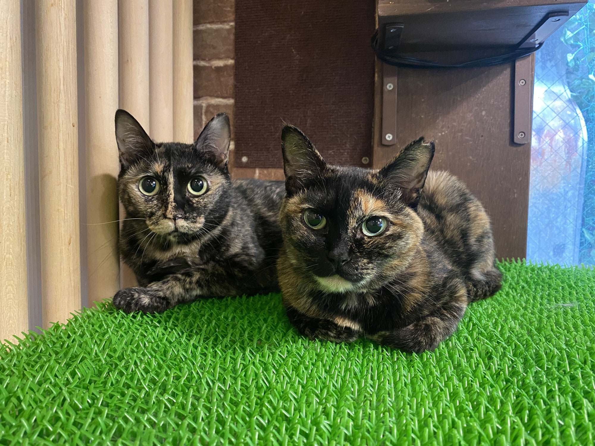 こなつ＆チャコちゃん！ずっとのお家に出発！