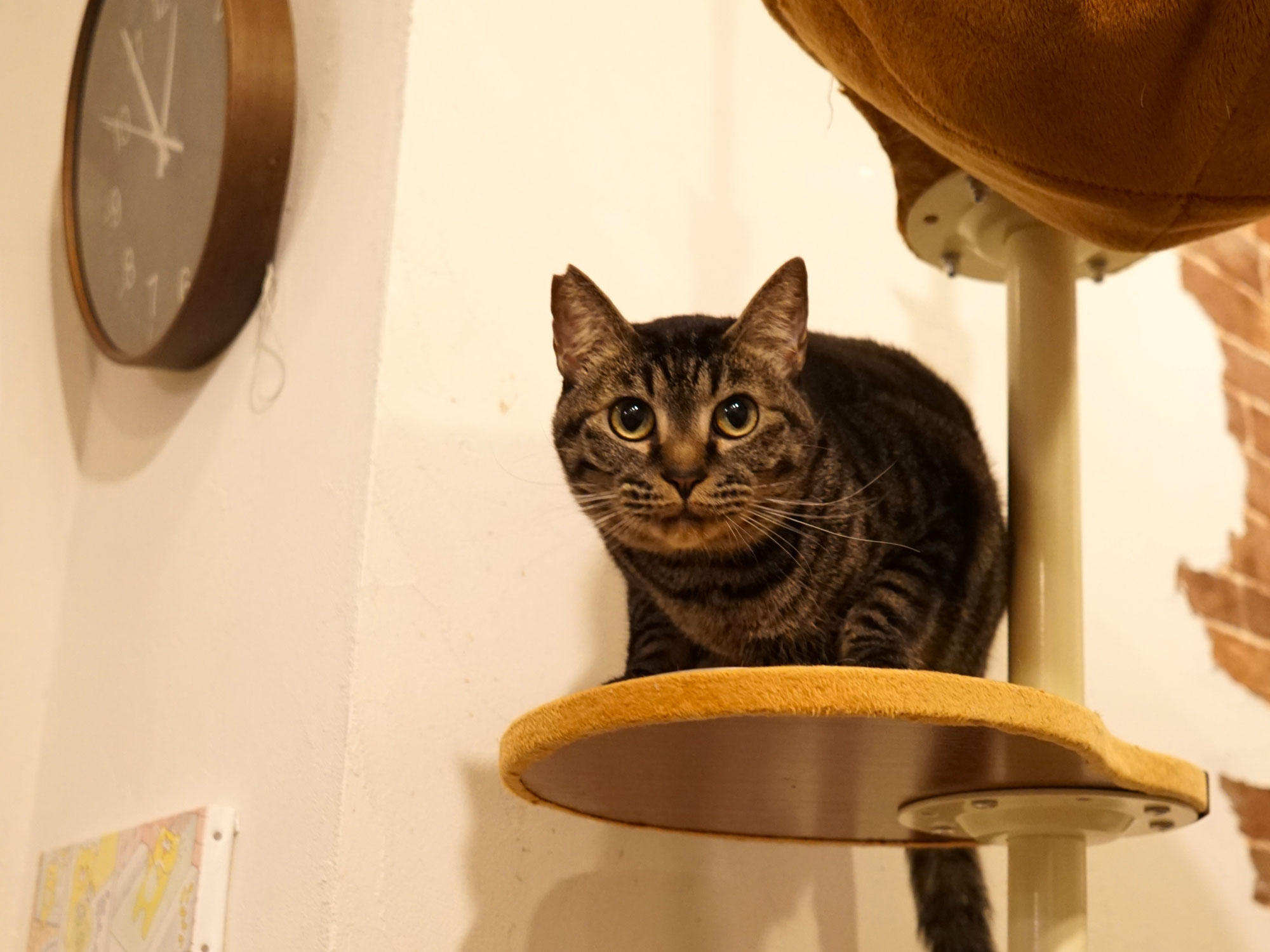 新入り！ビッグなキジトラ、オル君！
