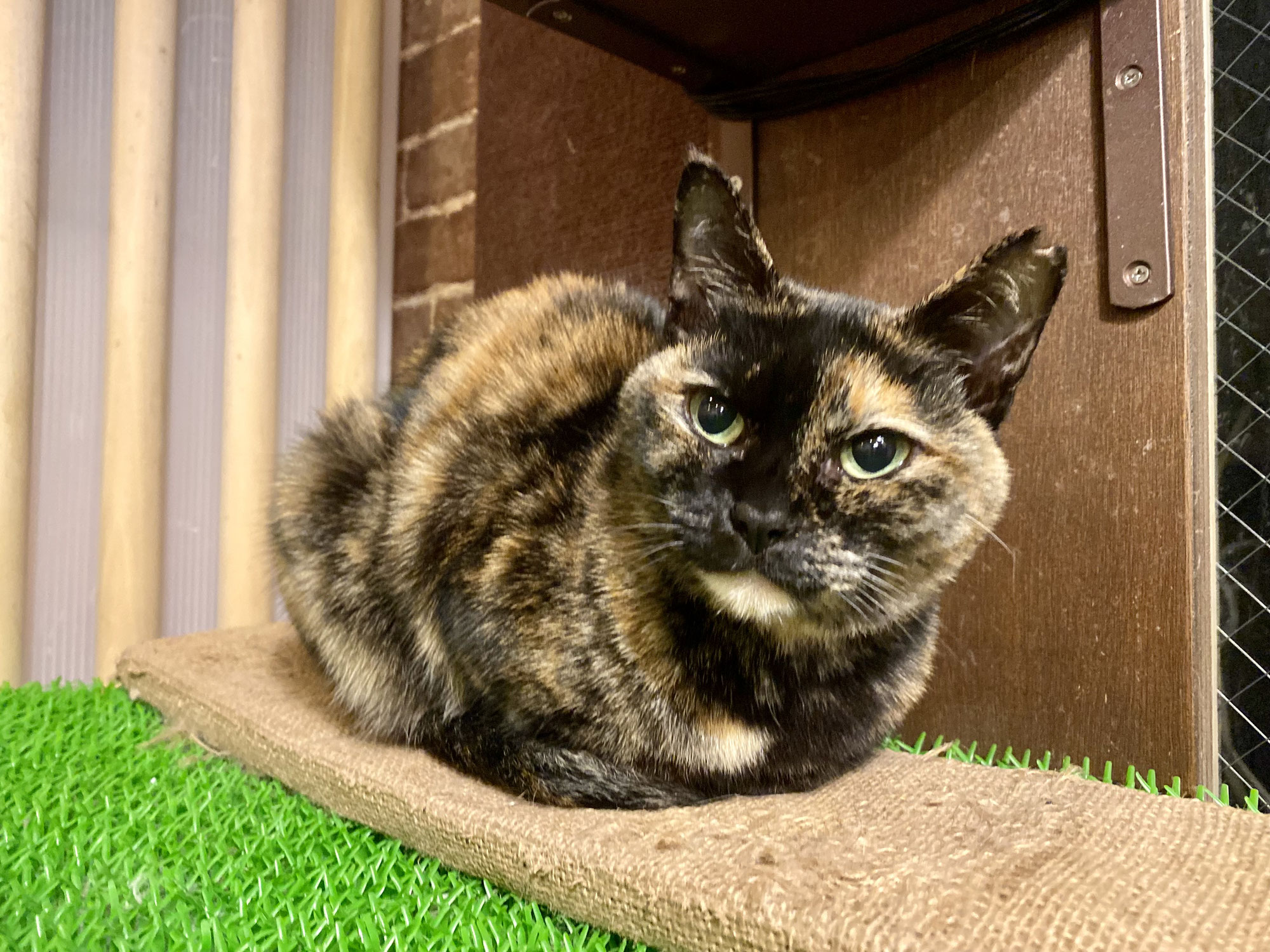 新入り！サビ猫こなつちゃん！
