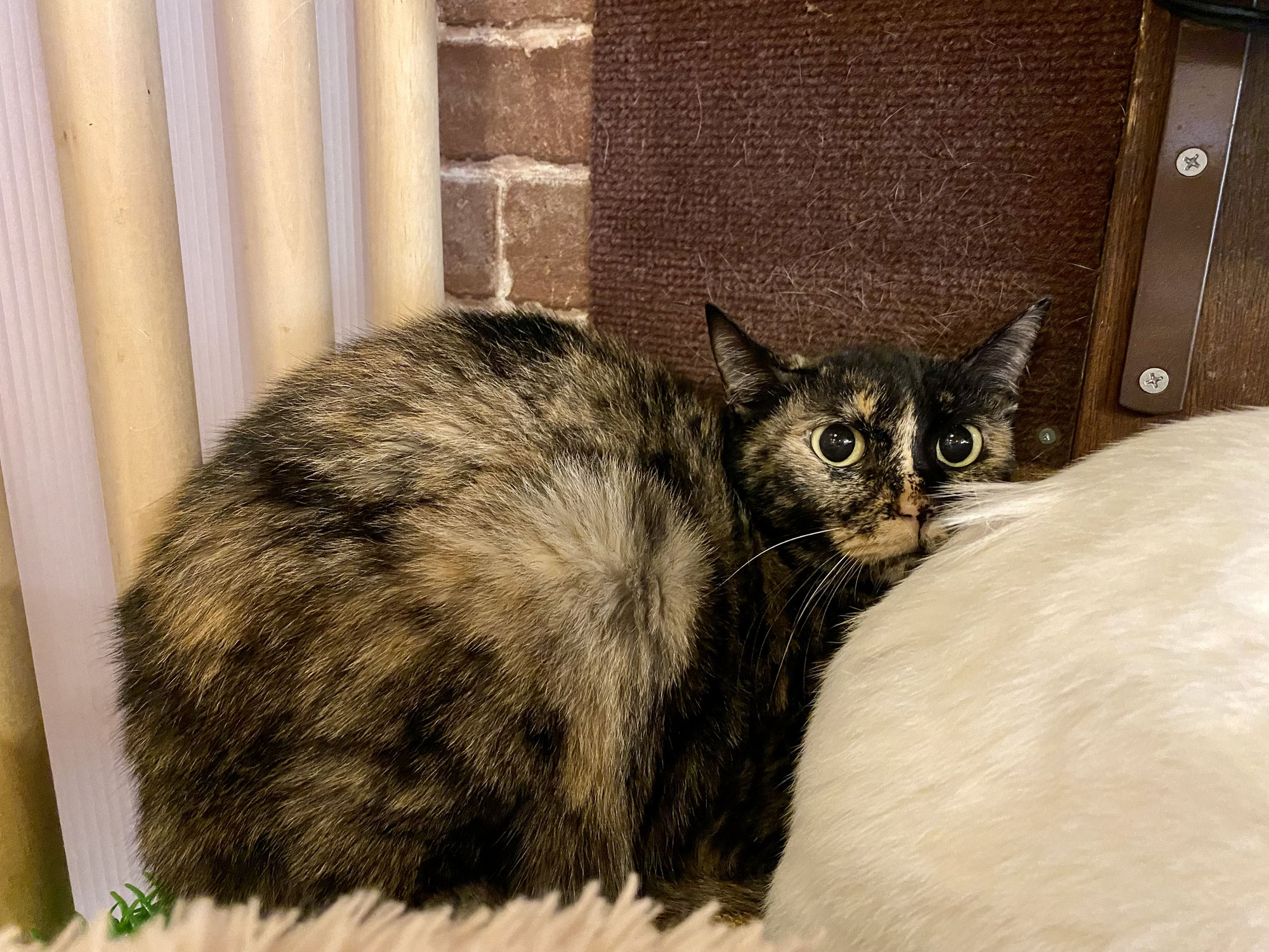 新入り！サビ猫チャコちゃん！