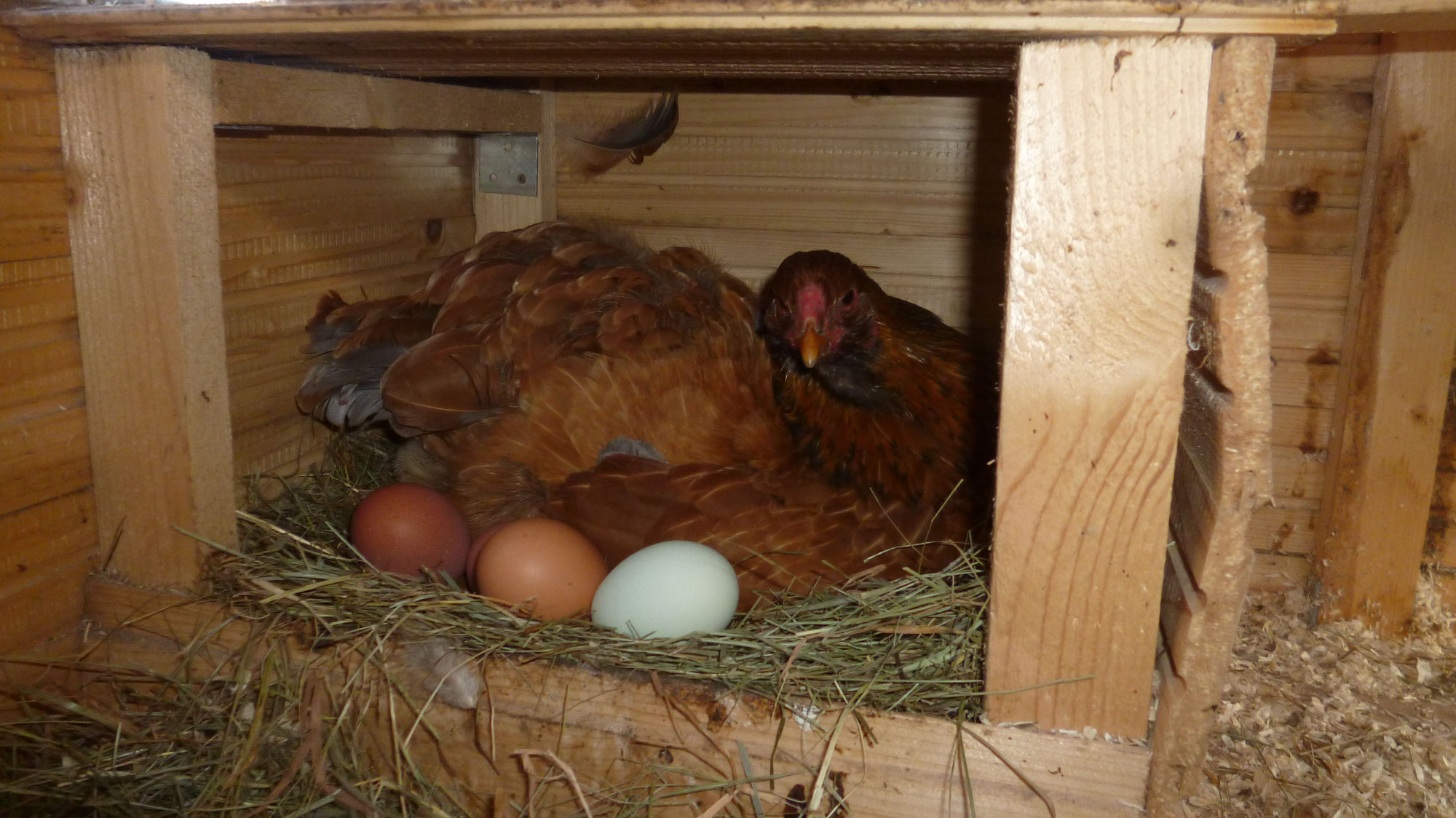 Die Glucke, brütendes Huhn oder Huhn gluckt - Huhn-erleben.de zeigt das ...