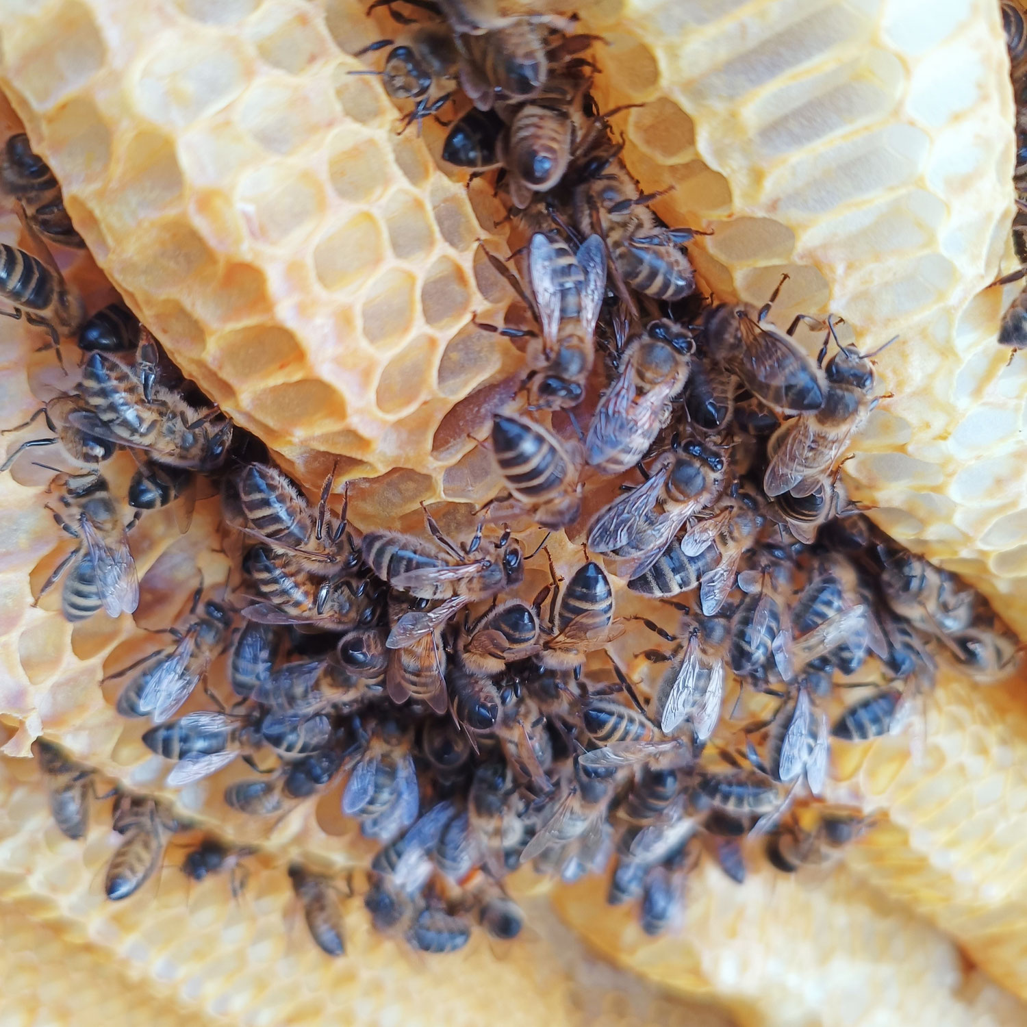 Les abeilles en hiver, douceur ou gel intense ; L'abeille Noire