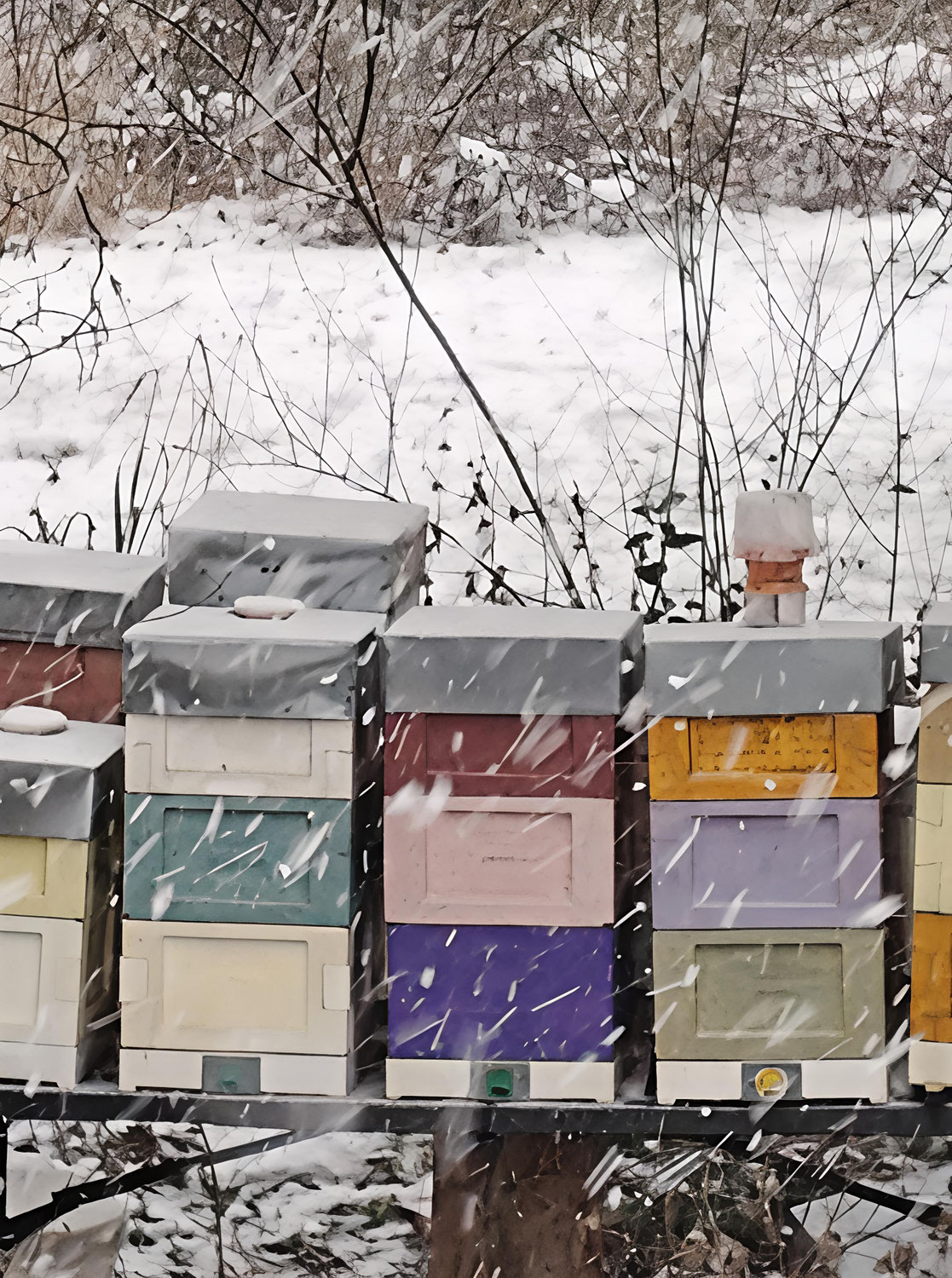 Abeilles en hiver : comprendre le stress, éviter les erreurs et sauver ses colonies