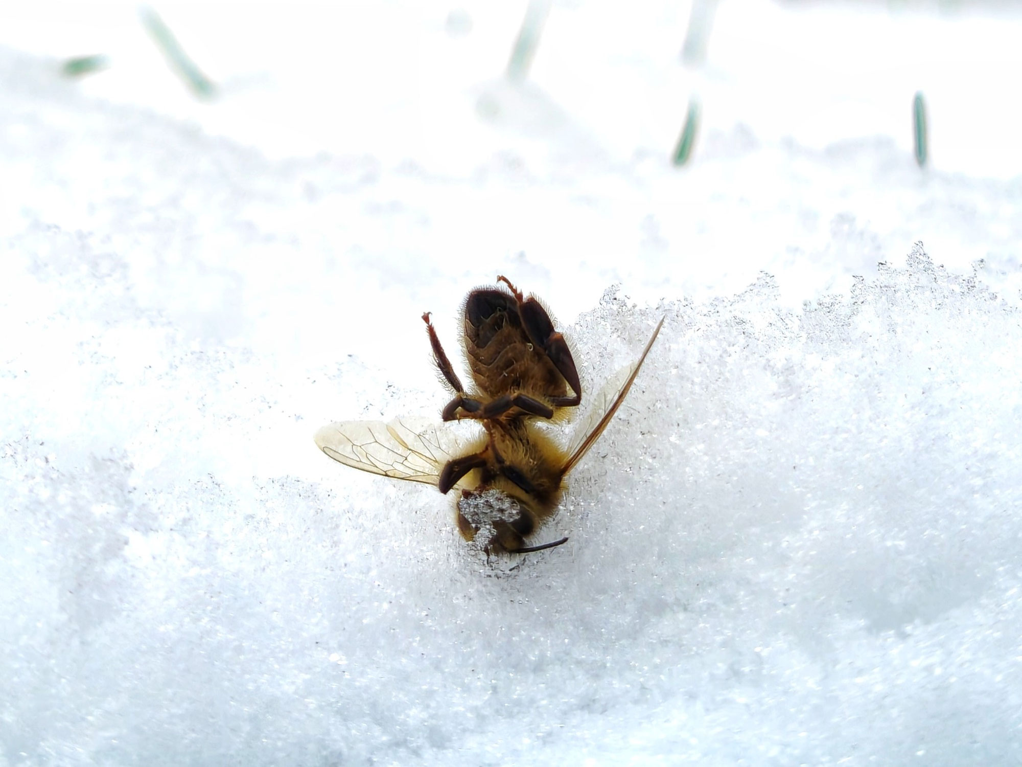 Biologie hivernale de l’abeille : comment les colonies survivent au froid