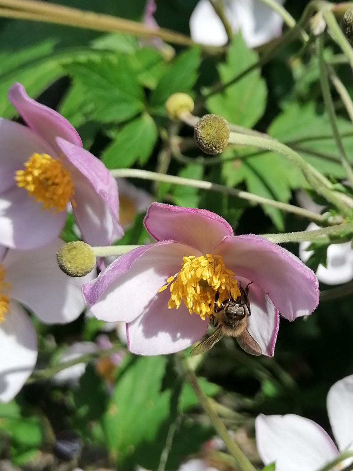 Anémome du japon, pourvoyeuse de pollen ; L'Abeille Noire