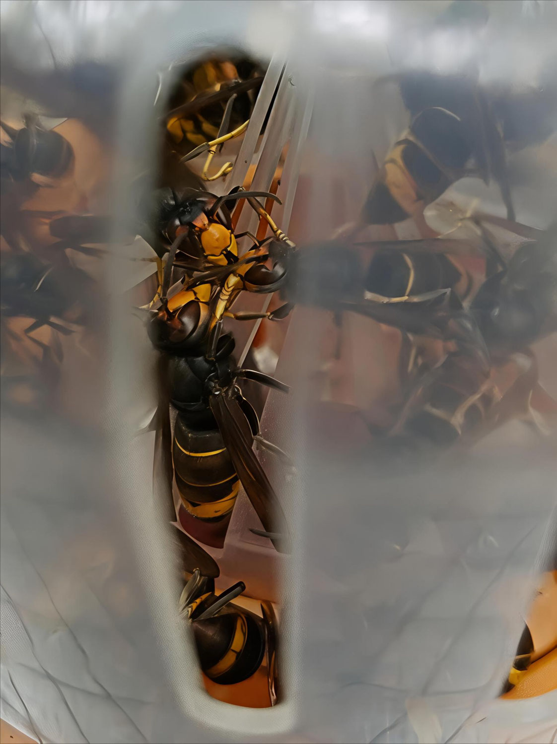 Piège frelon asiatique GOOD4BEES® V2 - ARMOSA®: solution sélective et efficace pour protéger vos abeilles, votre rucher et votre jardin