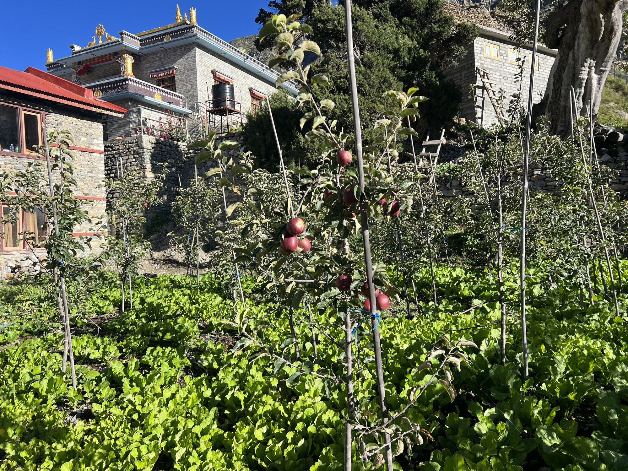 Die Butsok Gompa wächst und gedeiht