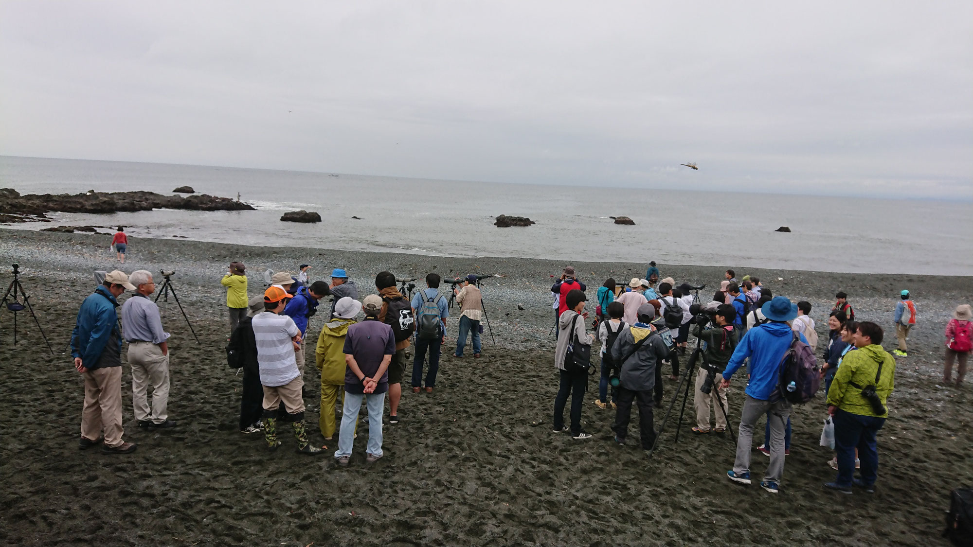 【スペシャル探鳥会】2026/5/30(土)大磯照ヶ崎アオバトを開催