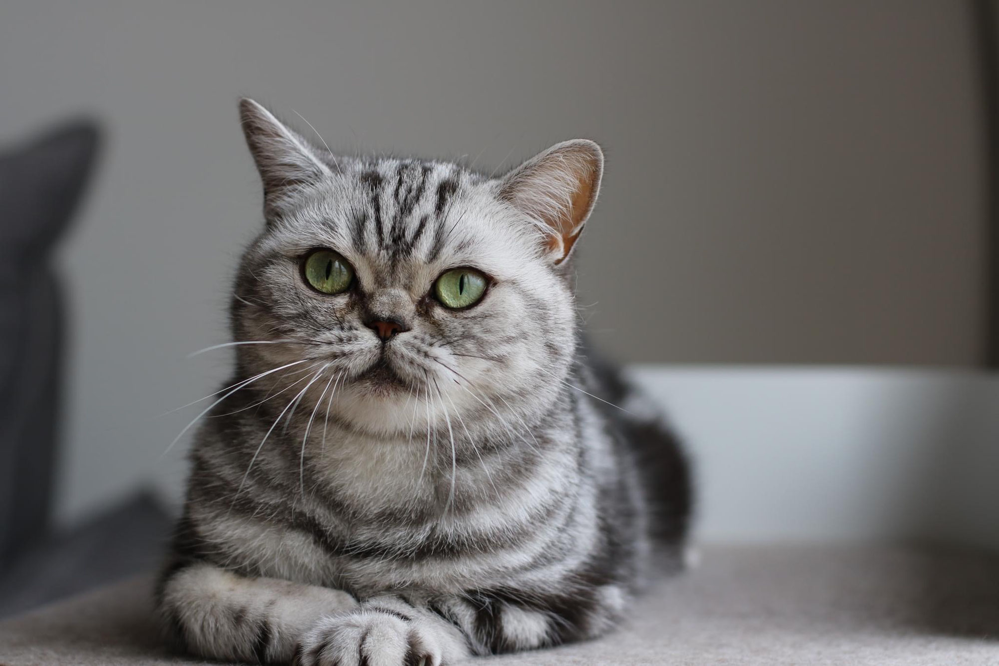 VERGEBEN - Zarina ist auf der Suche nach einem Kuschelplatz