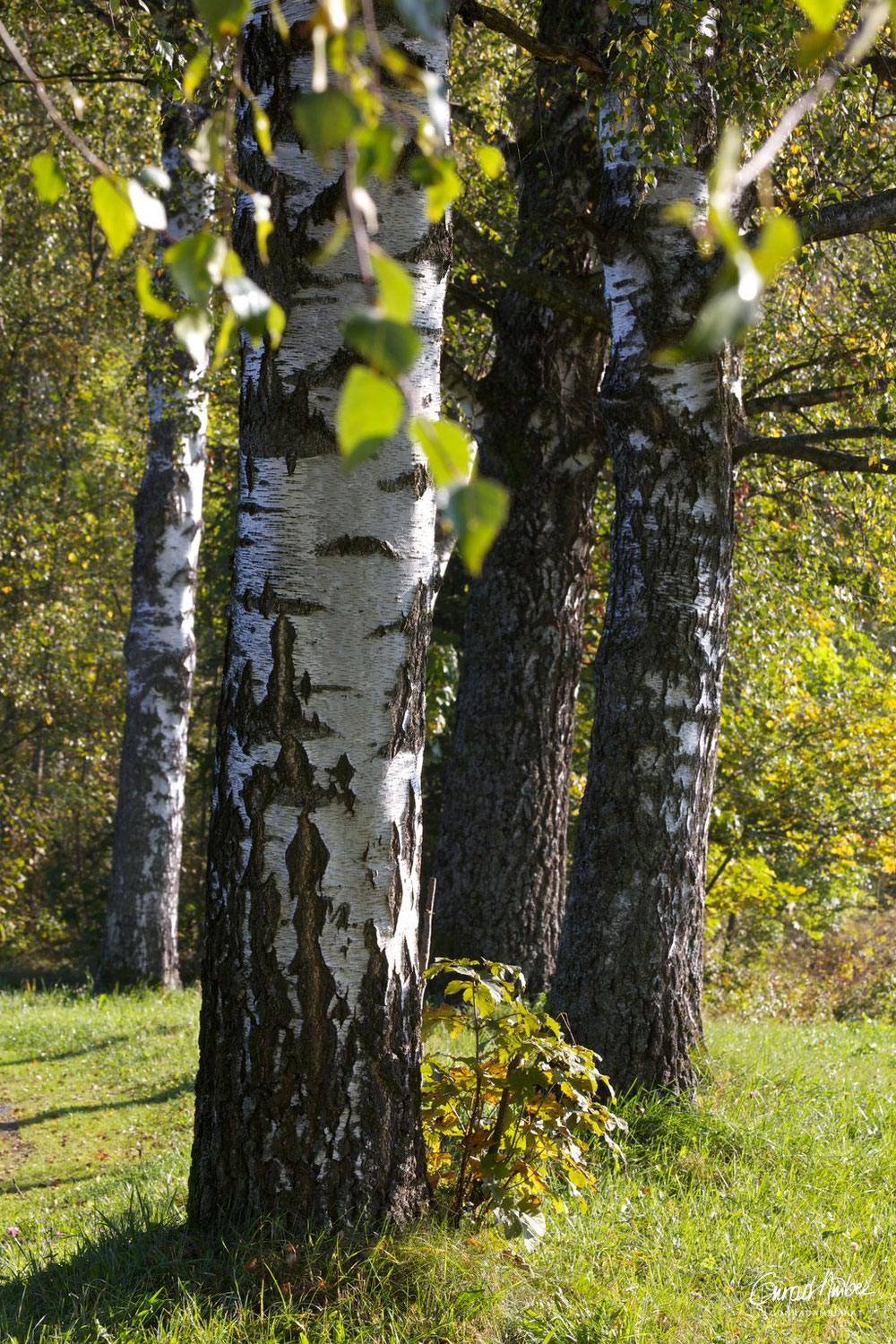 März: Birke