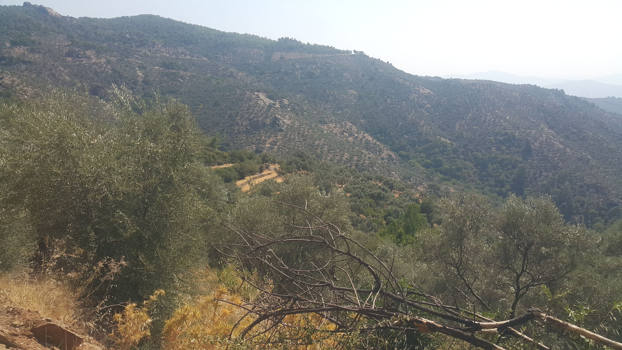 How much does a Olive Grove cost in Narhisar Village?