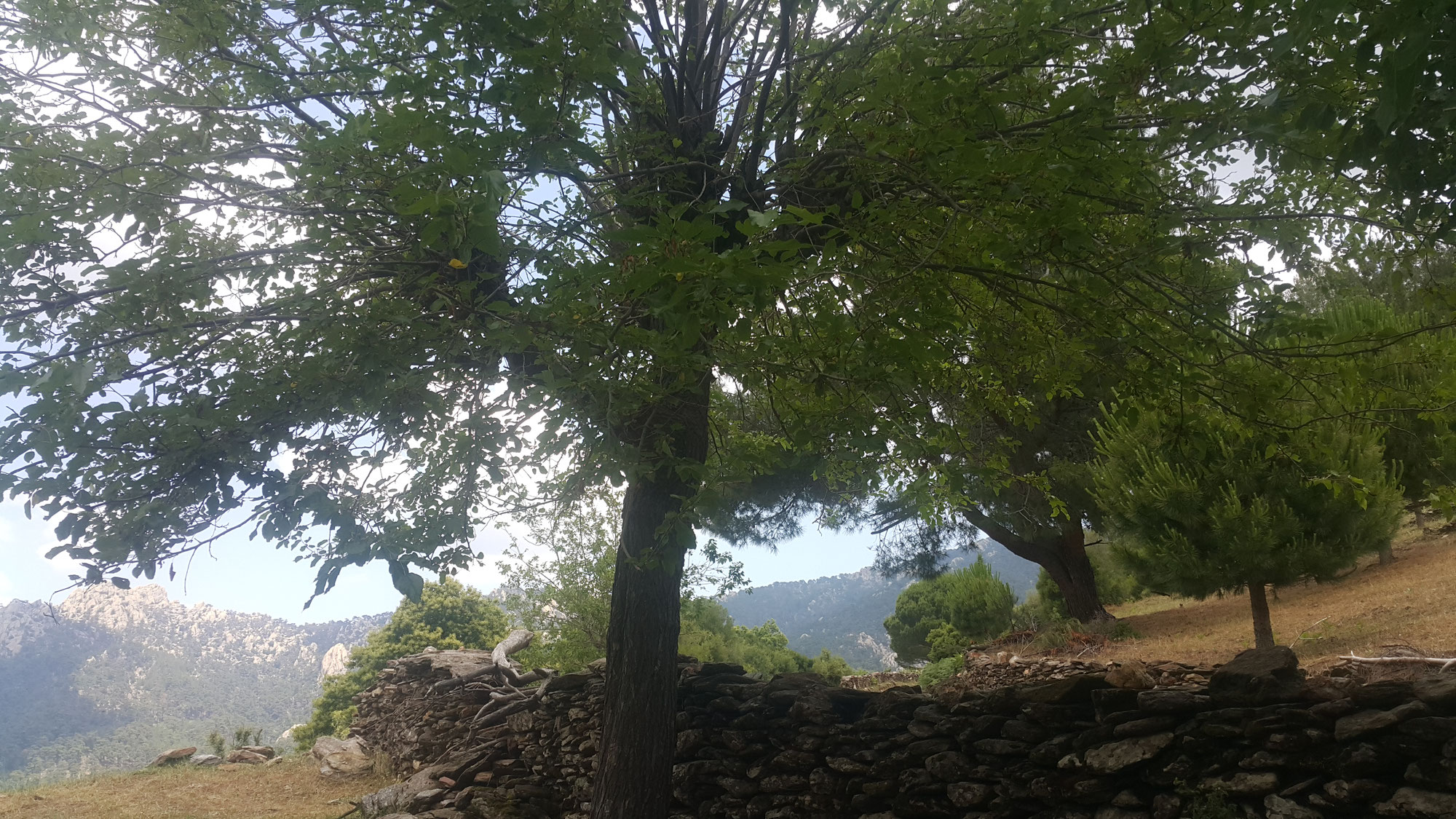 Carian Trail