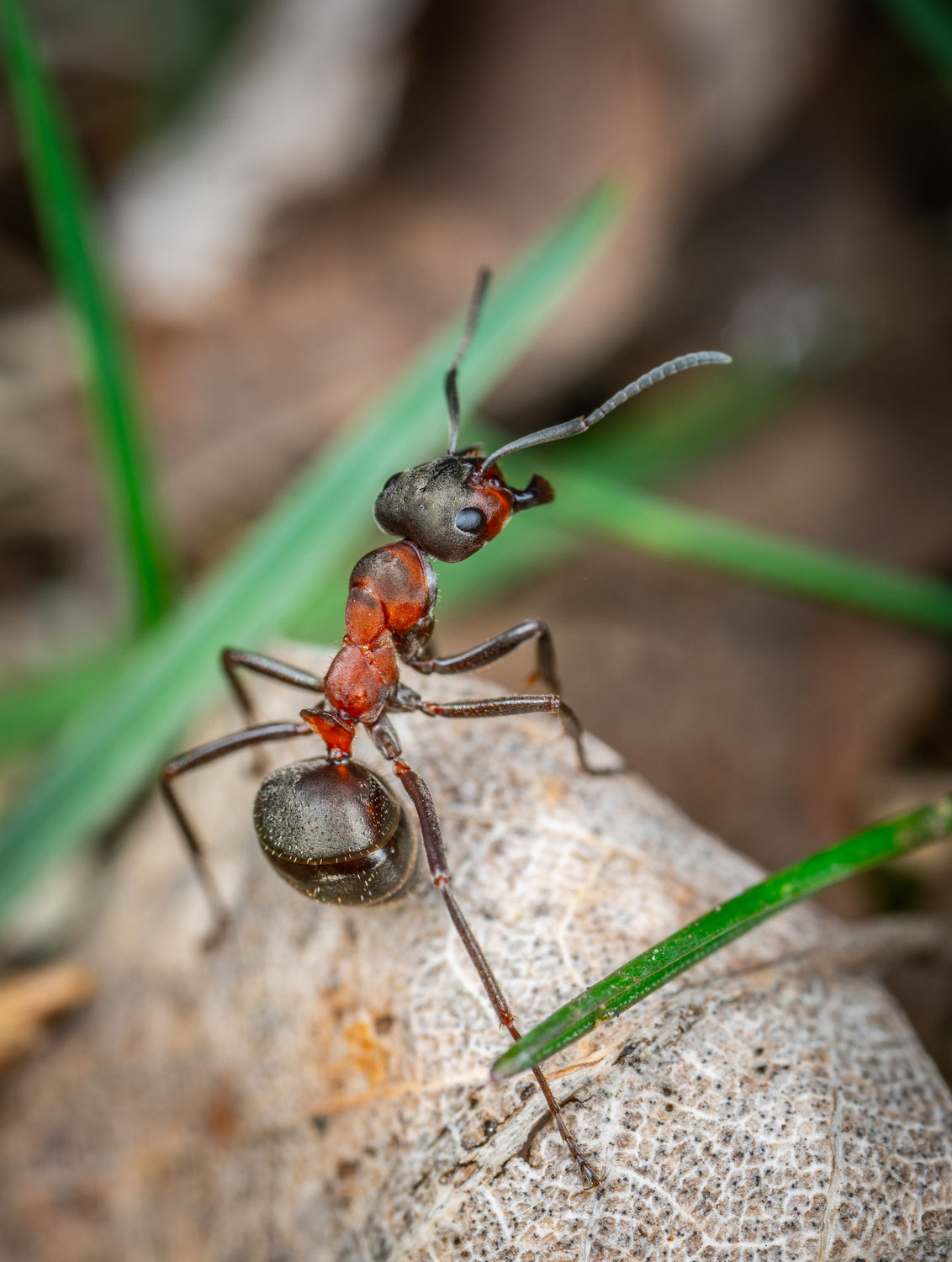 Ameisen - Unsere kleinen Nachbarn