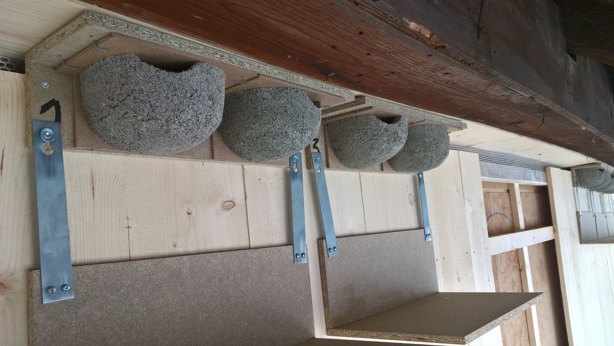 Mehlschwalben in der Herzogenmühle