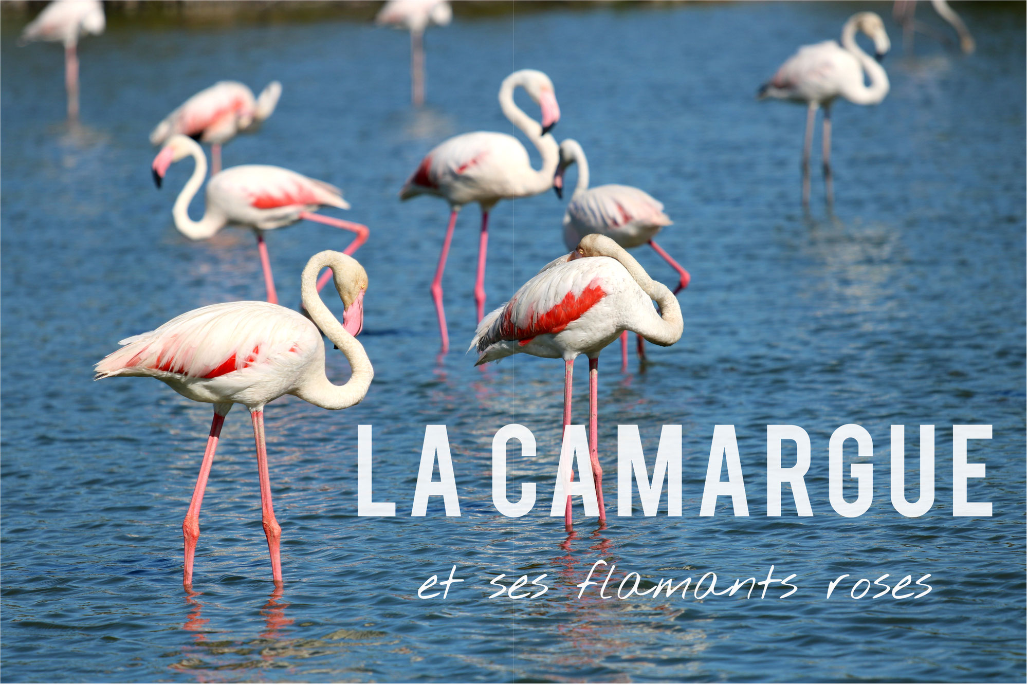 La Camargue et ses flamants roses