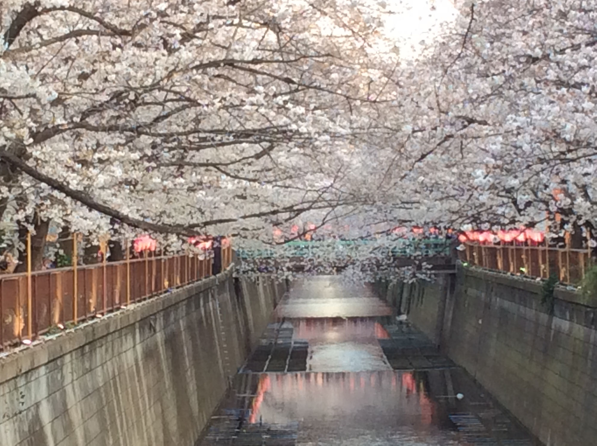 桜満開いつもと何かが違う。