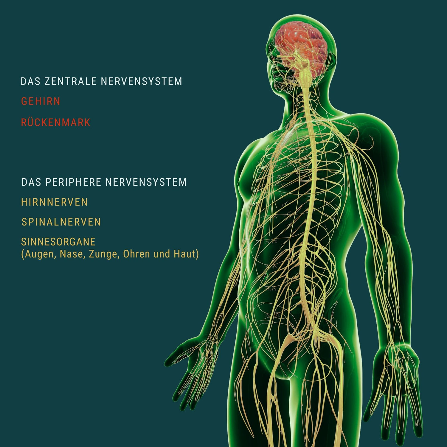 Nervensystem-Heilung ist der Wellness-Trend 2026