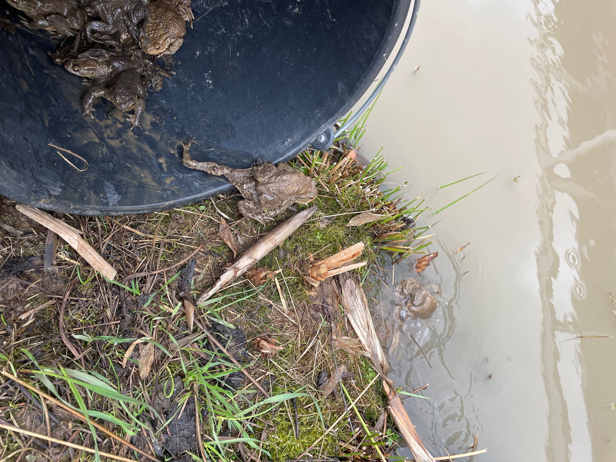 Die Kröten sind los - unsere Amphibienschutzaktion mit dem BUND Naturschutz