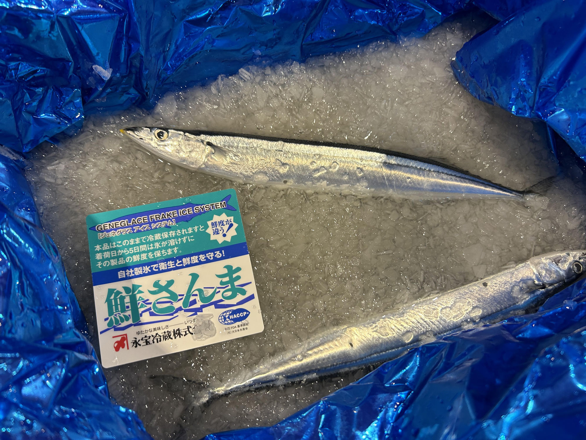 初セリ、サンマ入荷！！