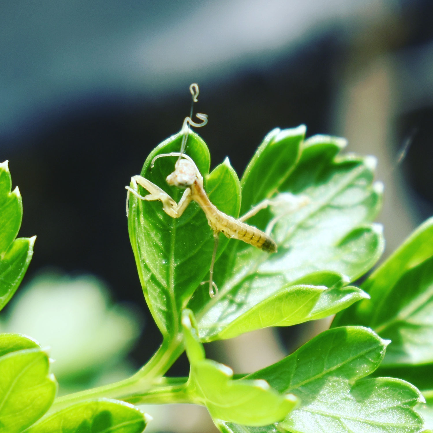 Mantis hatching