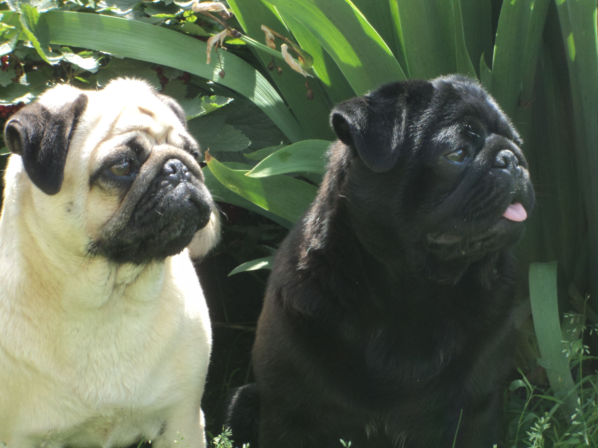 Мопс гладкошерстный. Мопс мерлен. Форма ушей мопса. Ушки мопсиков. Уши мопса.