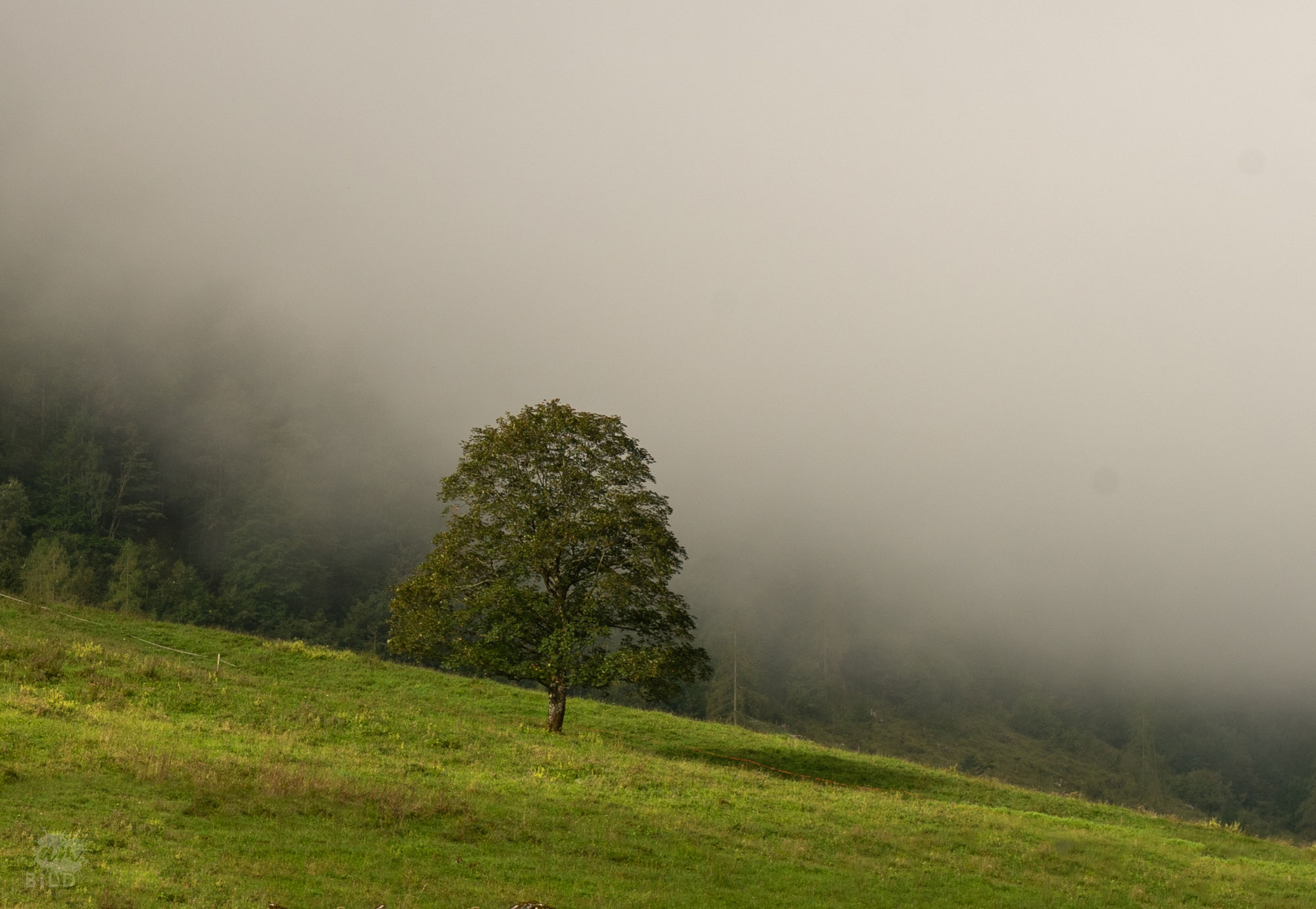 Der einsame Baum