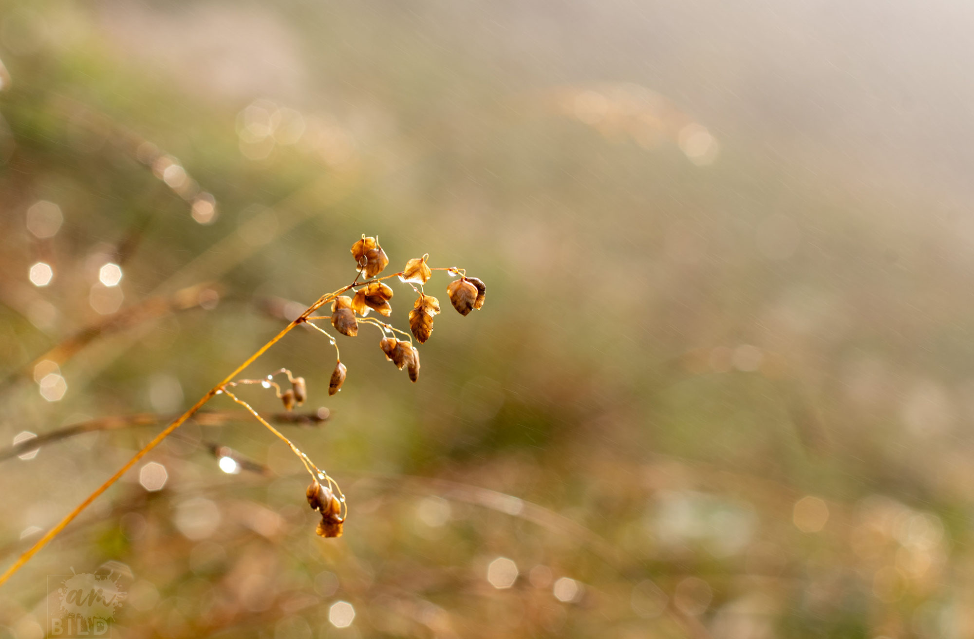 „Wenn man die Natur wahrhaft liebt, so findet man es überall schön.“ (Vincent van Gogh)