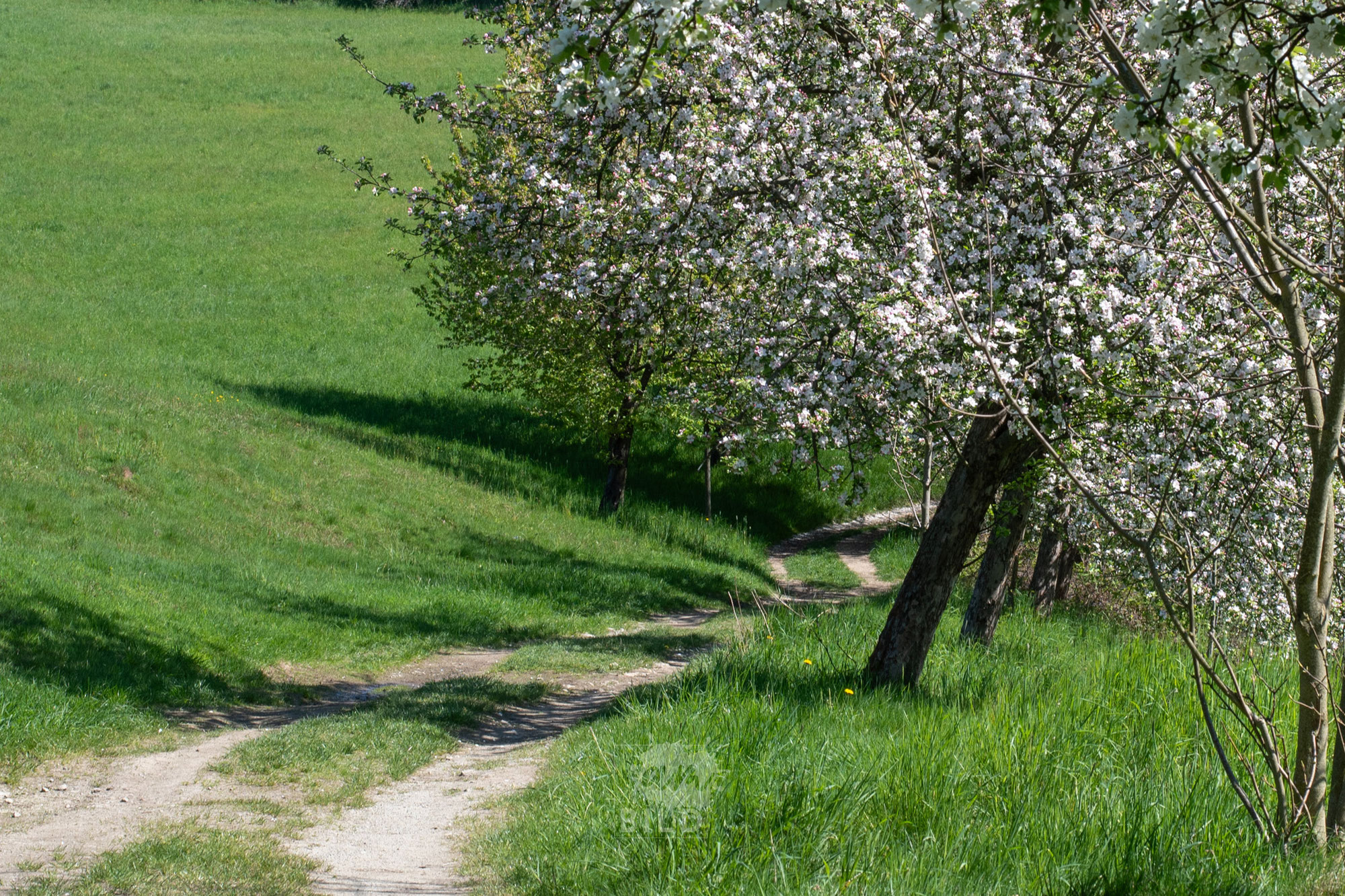 Frühling in der Sächsischen Schweiz