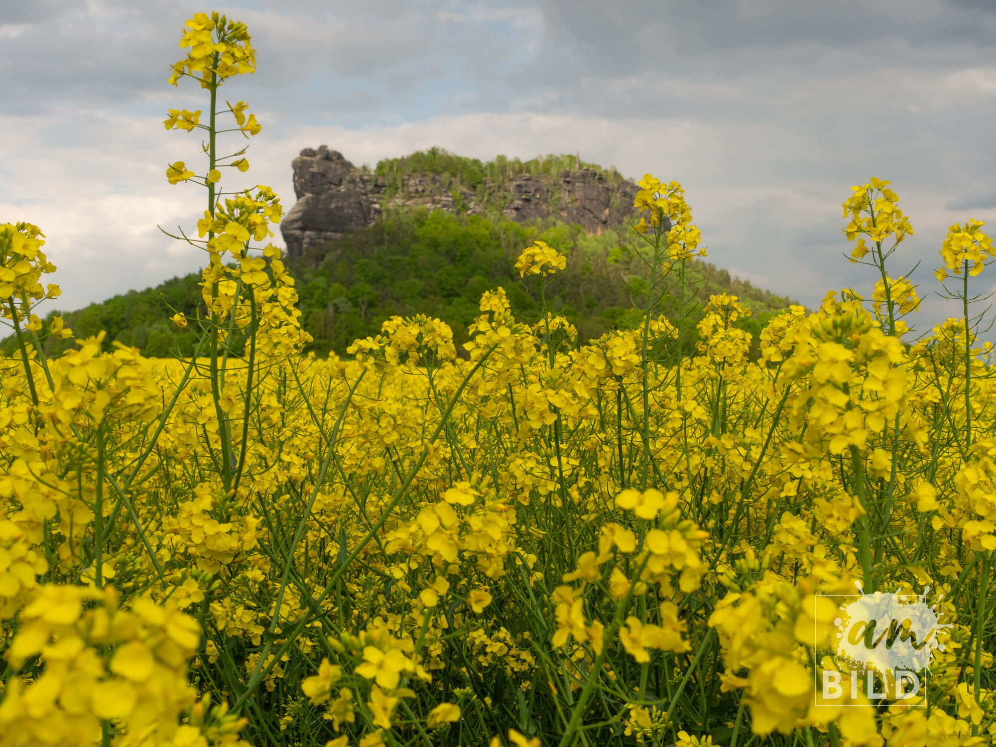 Rapsfelder unterhalb des Liliensteins