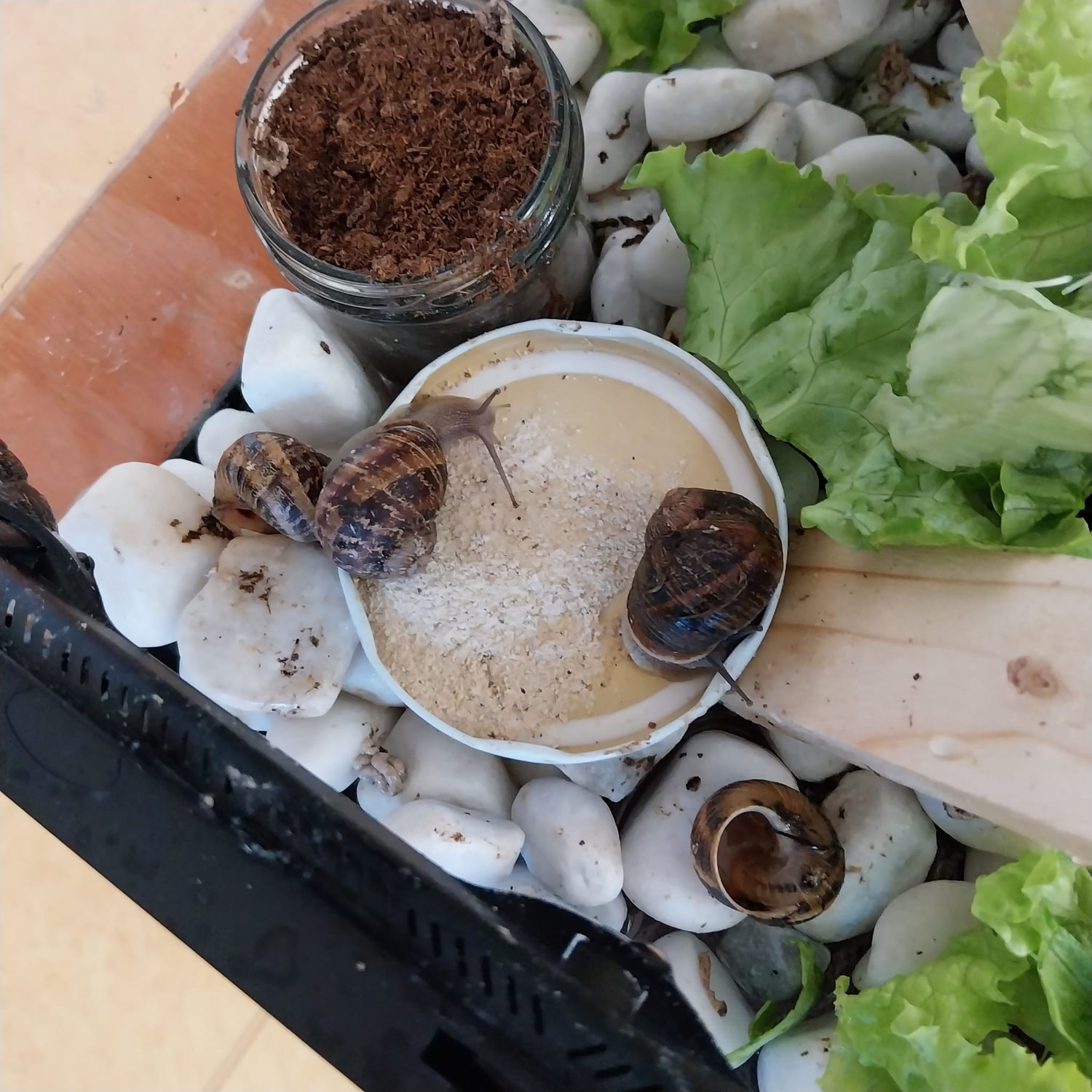 TPS/PS Projet escargots 