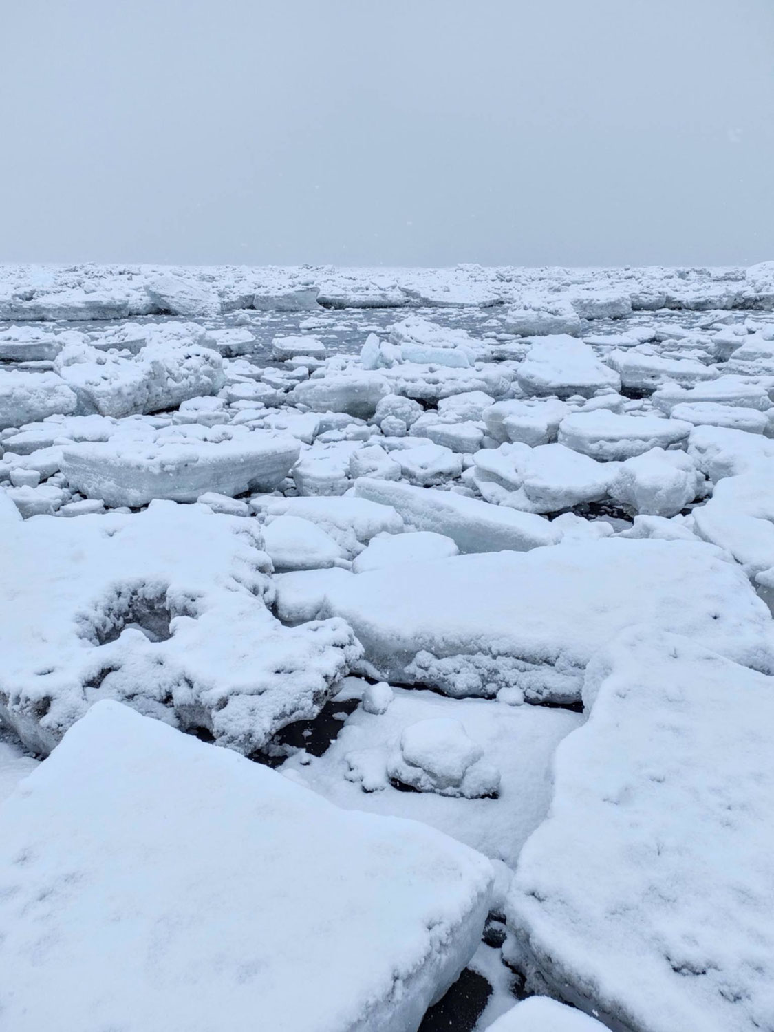行ったり来たりの流氷