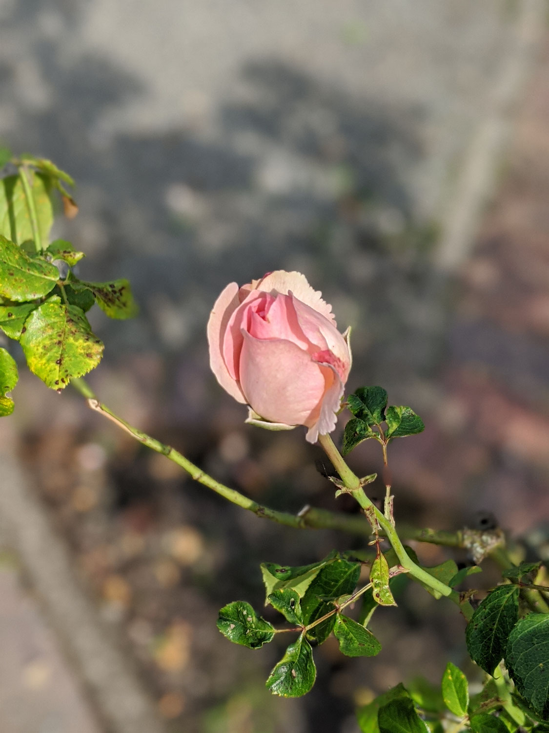 geführte Meditation selbstgemacht
