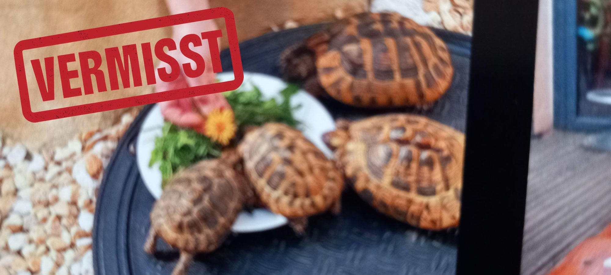 Griechische Landschildkröte vermisst in 76131 Karlsruhe