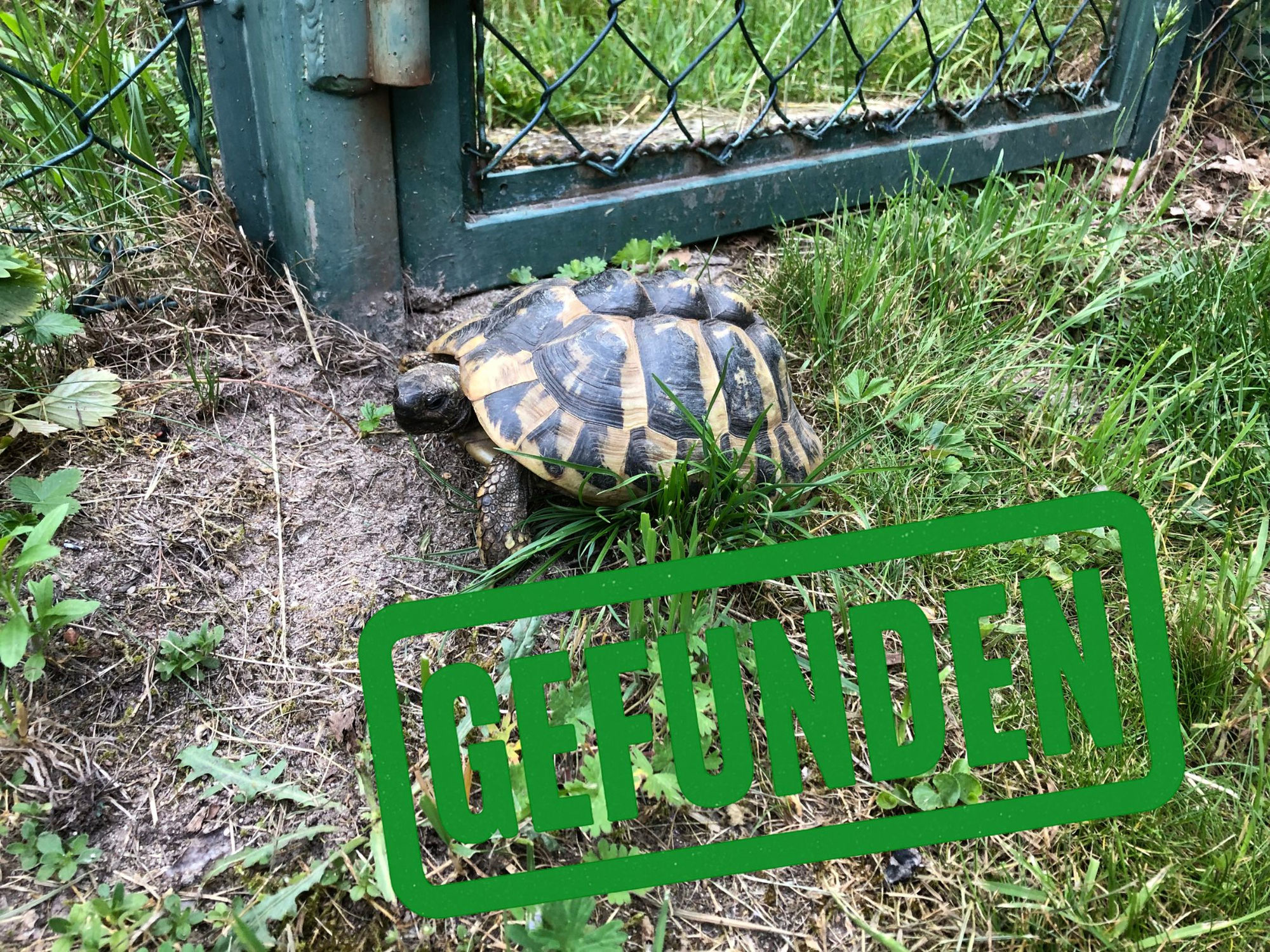 Griechische Landschildkröte gefunden in 91056 Erlangen