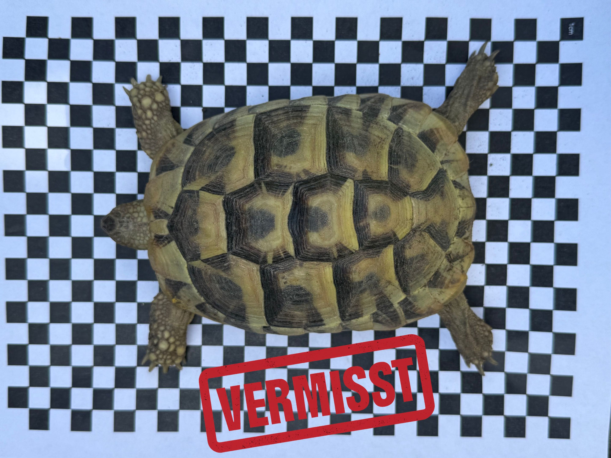 Griechische Landschildkröte vermisst in 65191 Wiesbaden
