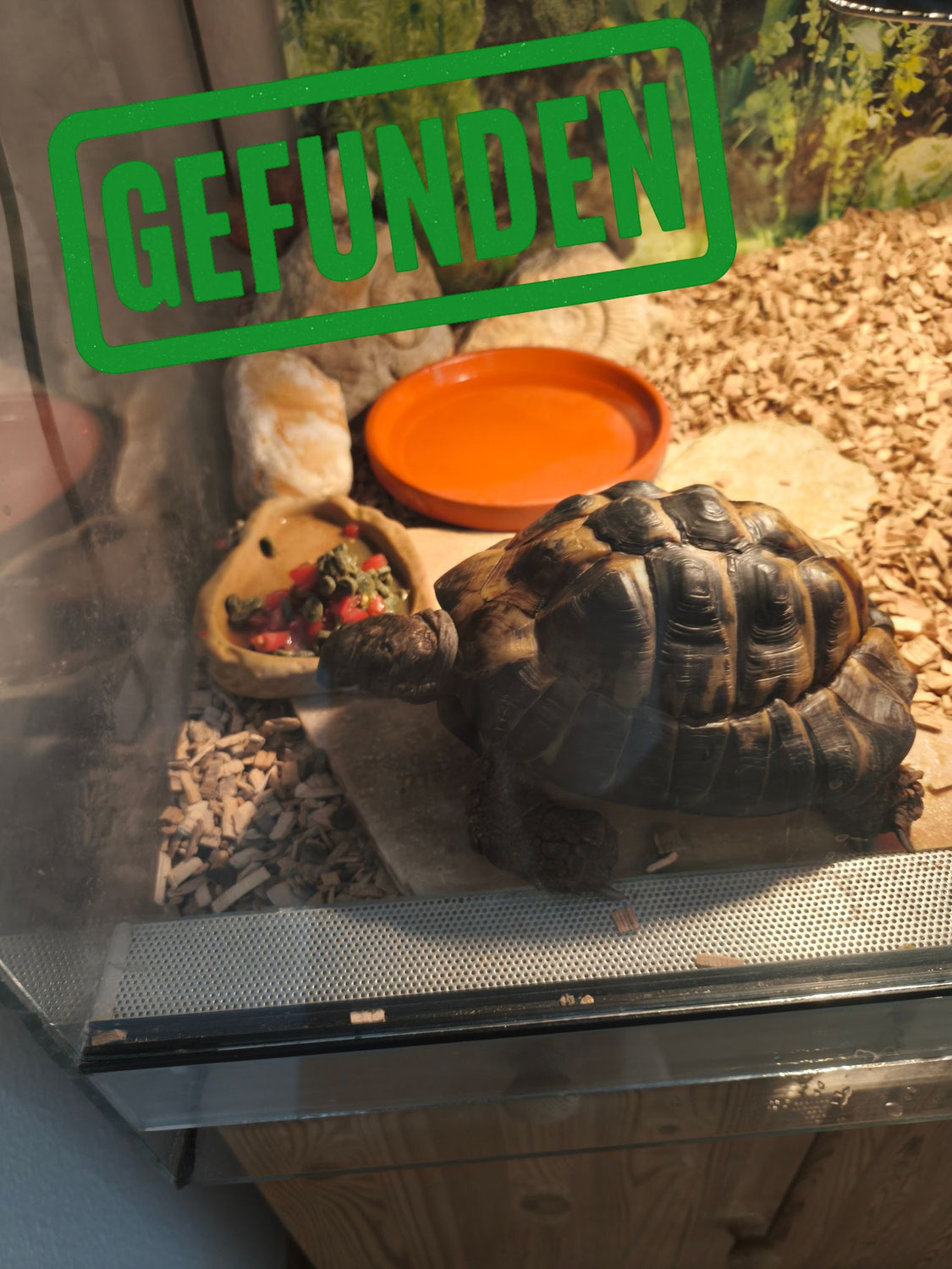 Griechische Landschildkröte gefunden in 77723 Gengenbach Bermersbach