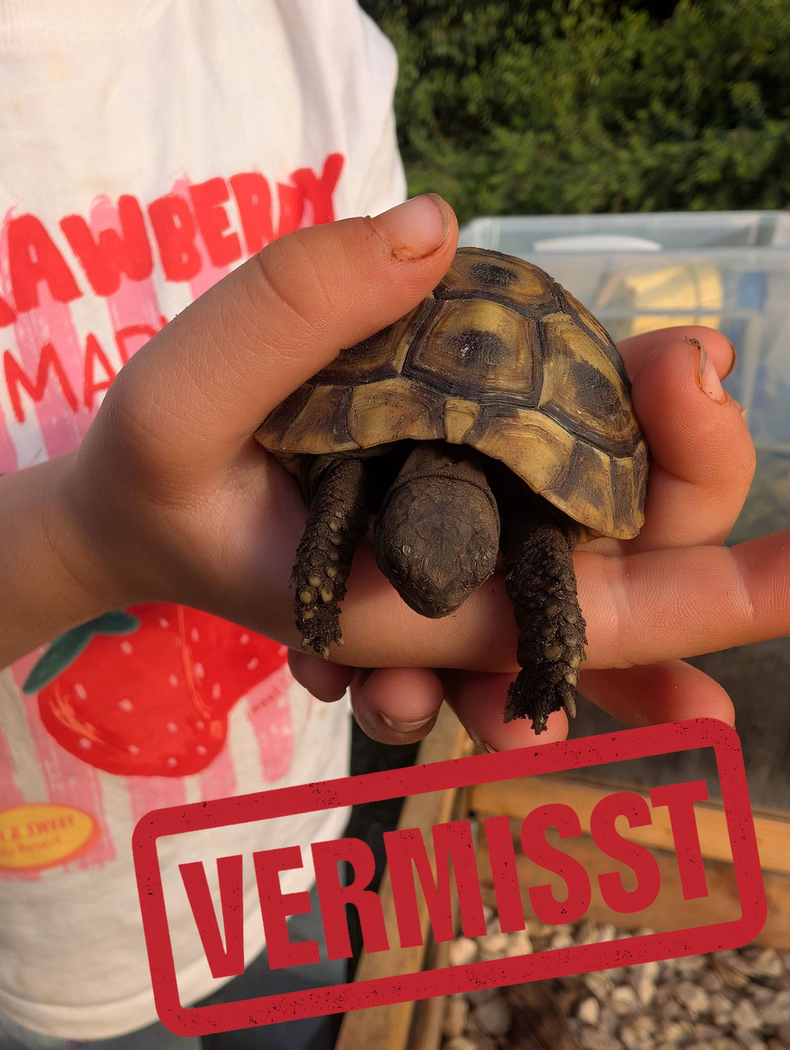 Griechische Landschildkröte vermisst in 48429 Rheine