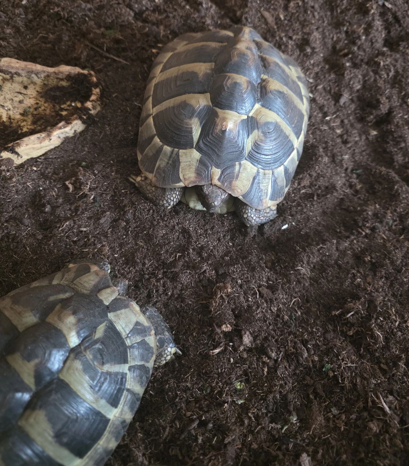 Schildkrötenerde sehr gut für die Überwinterung geeignet